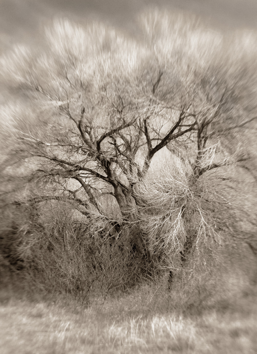Chiricahua Cottonwood