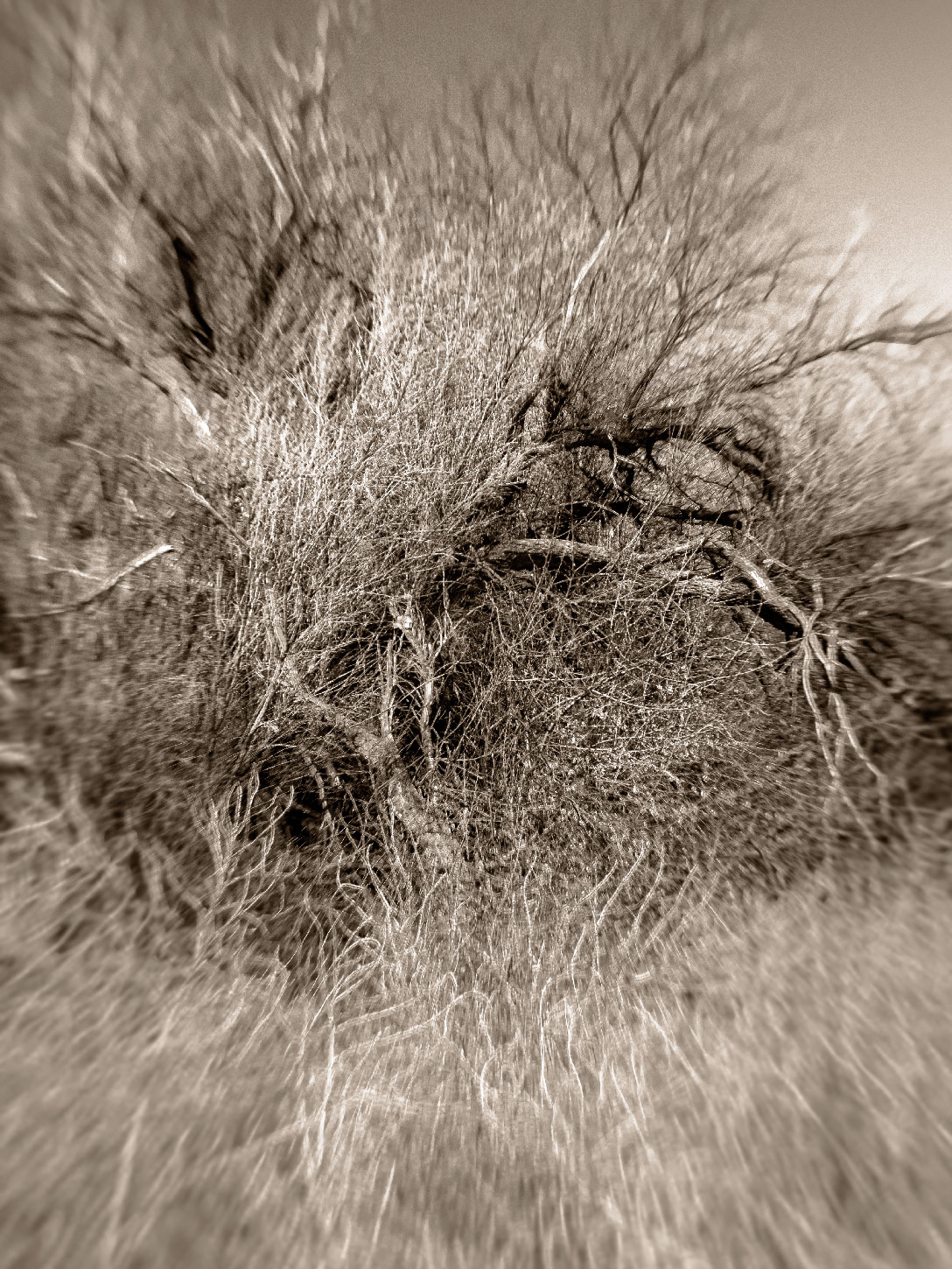 Bosque del Apache 1