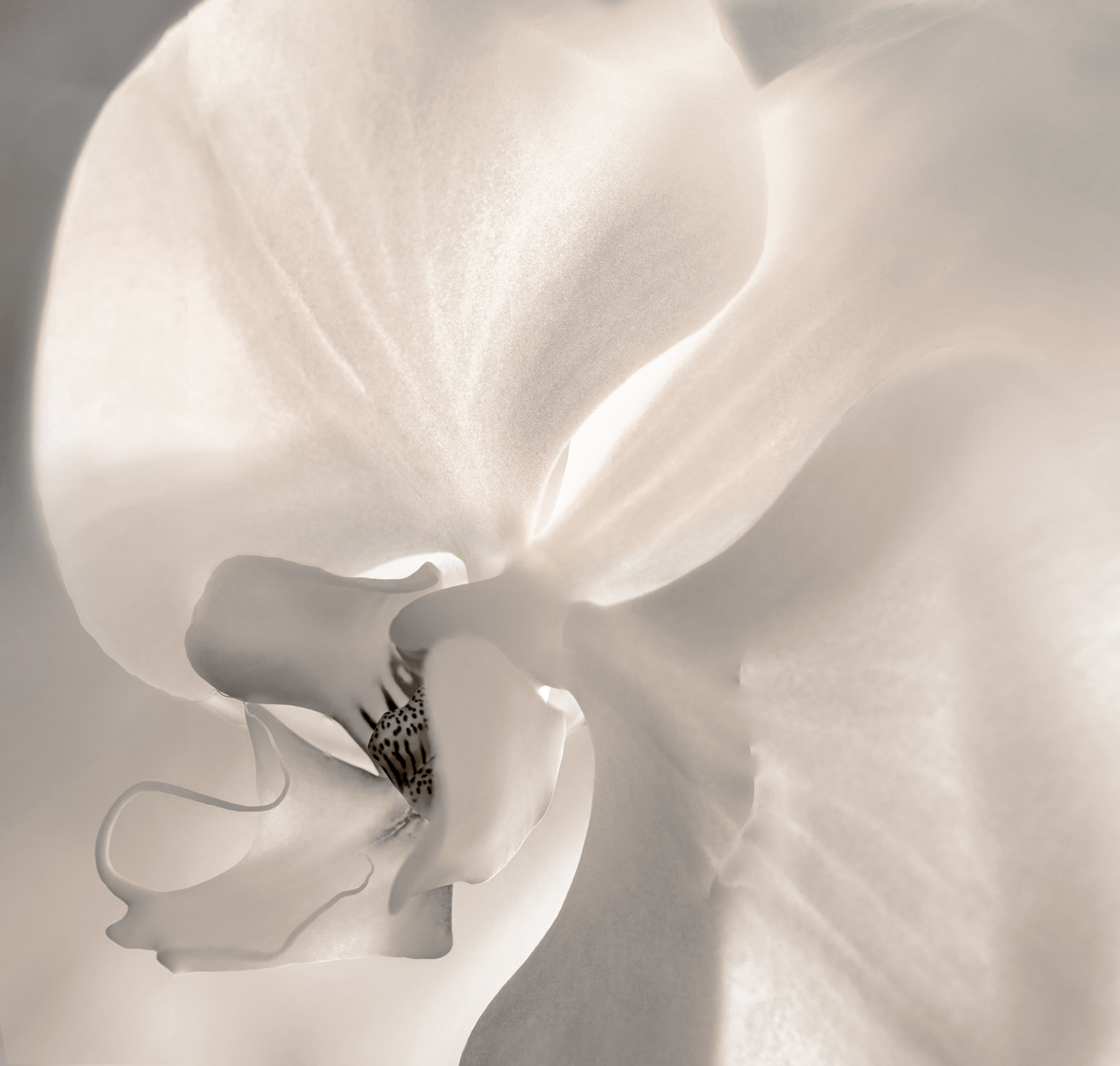 Ava's Orchid BW