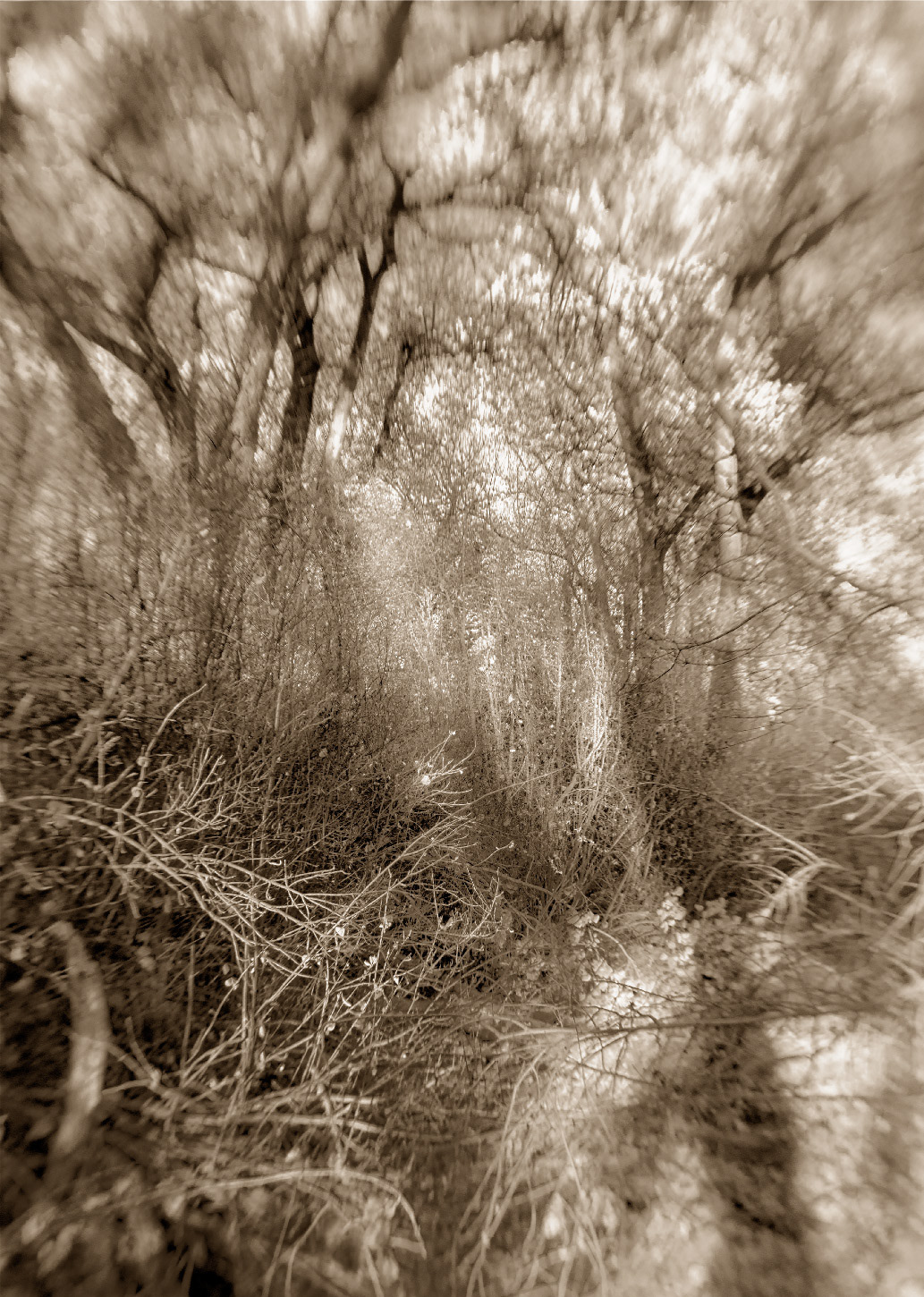San Juan Bosque 1