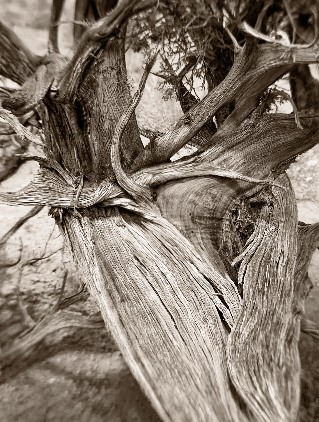 Ghost Ranch Juniper