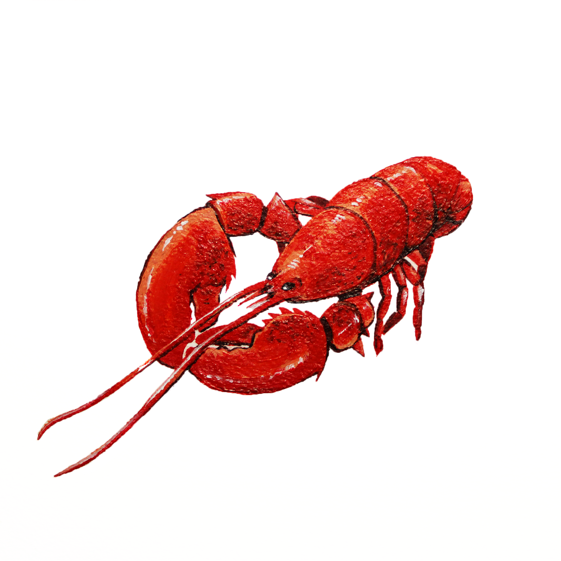 Cooked lobster in acrylic.