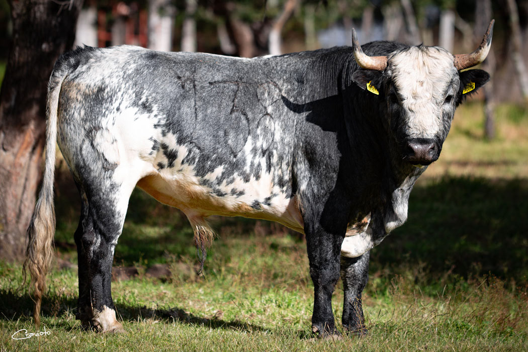 Rancho Seco