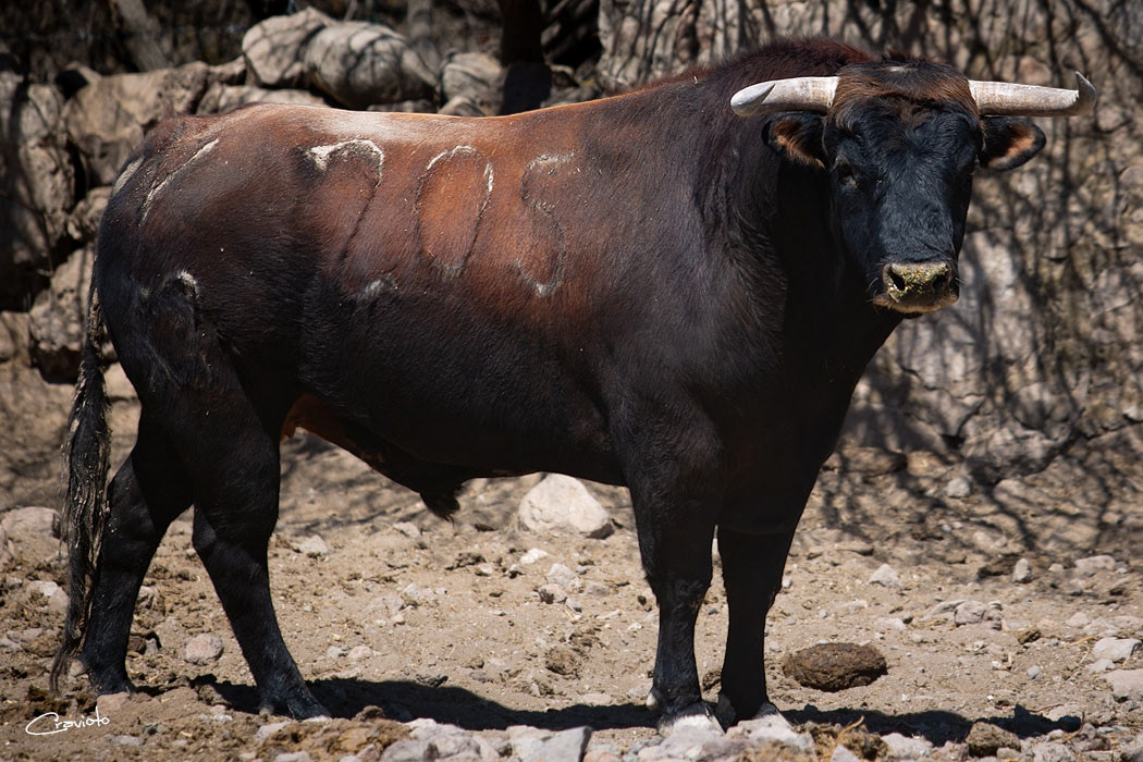 El Salitrillo