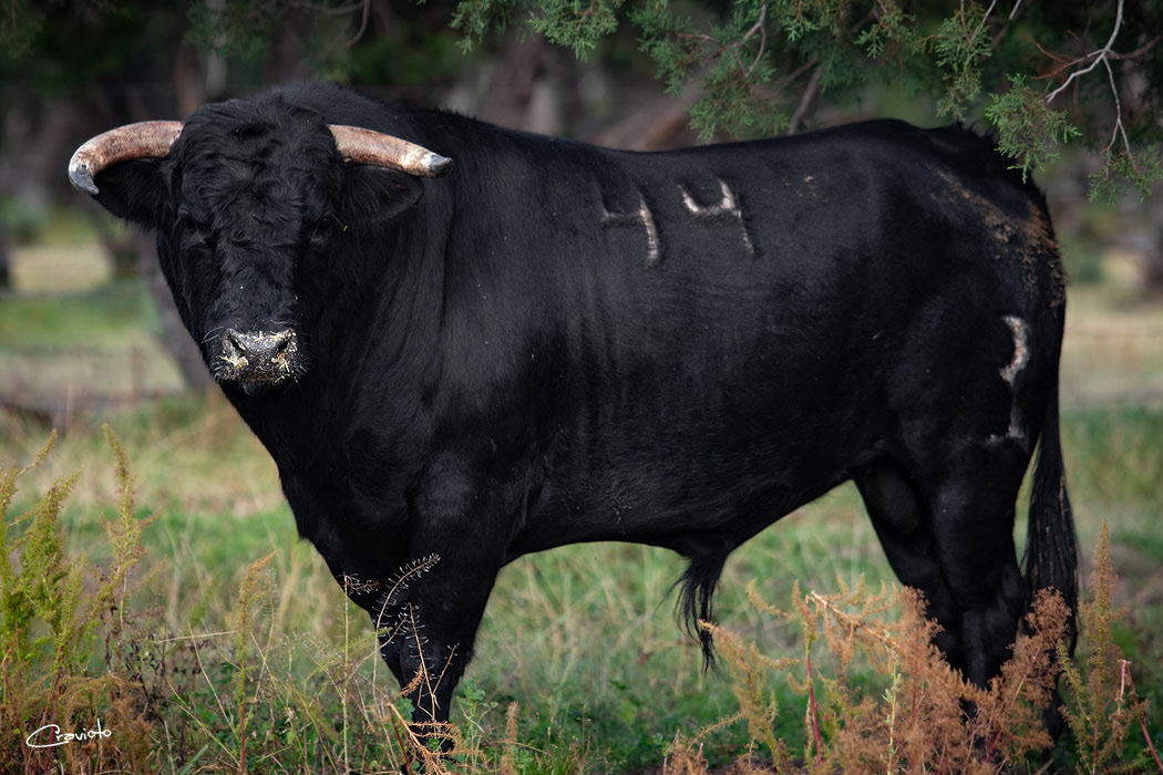 Rancho Seco