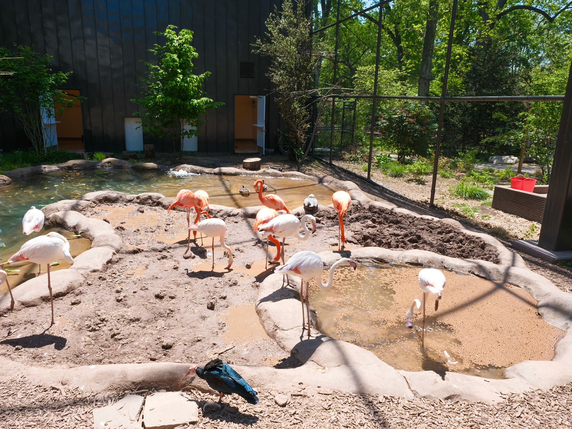 New Flamingo Area