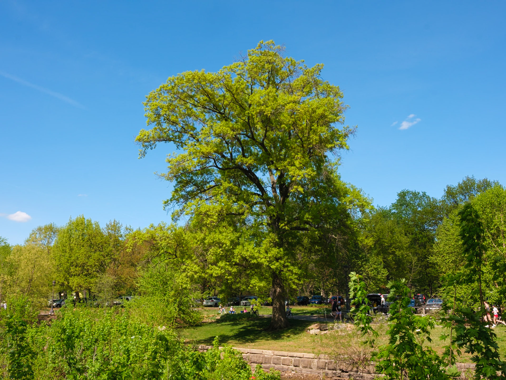 Older Tall Tree from Park Walk