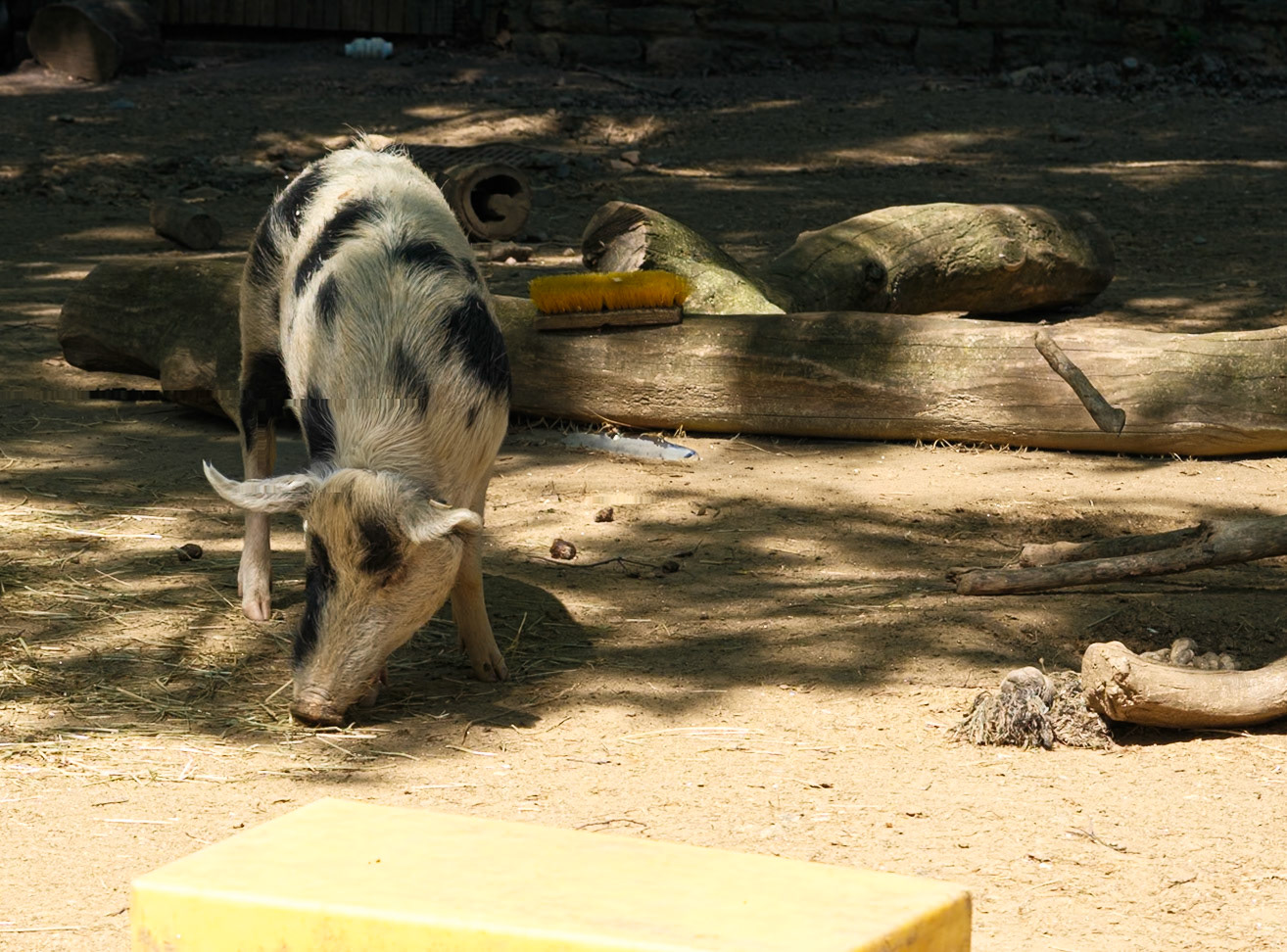 Wild Hog