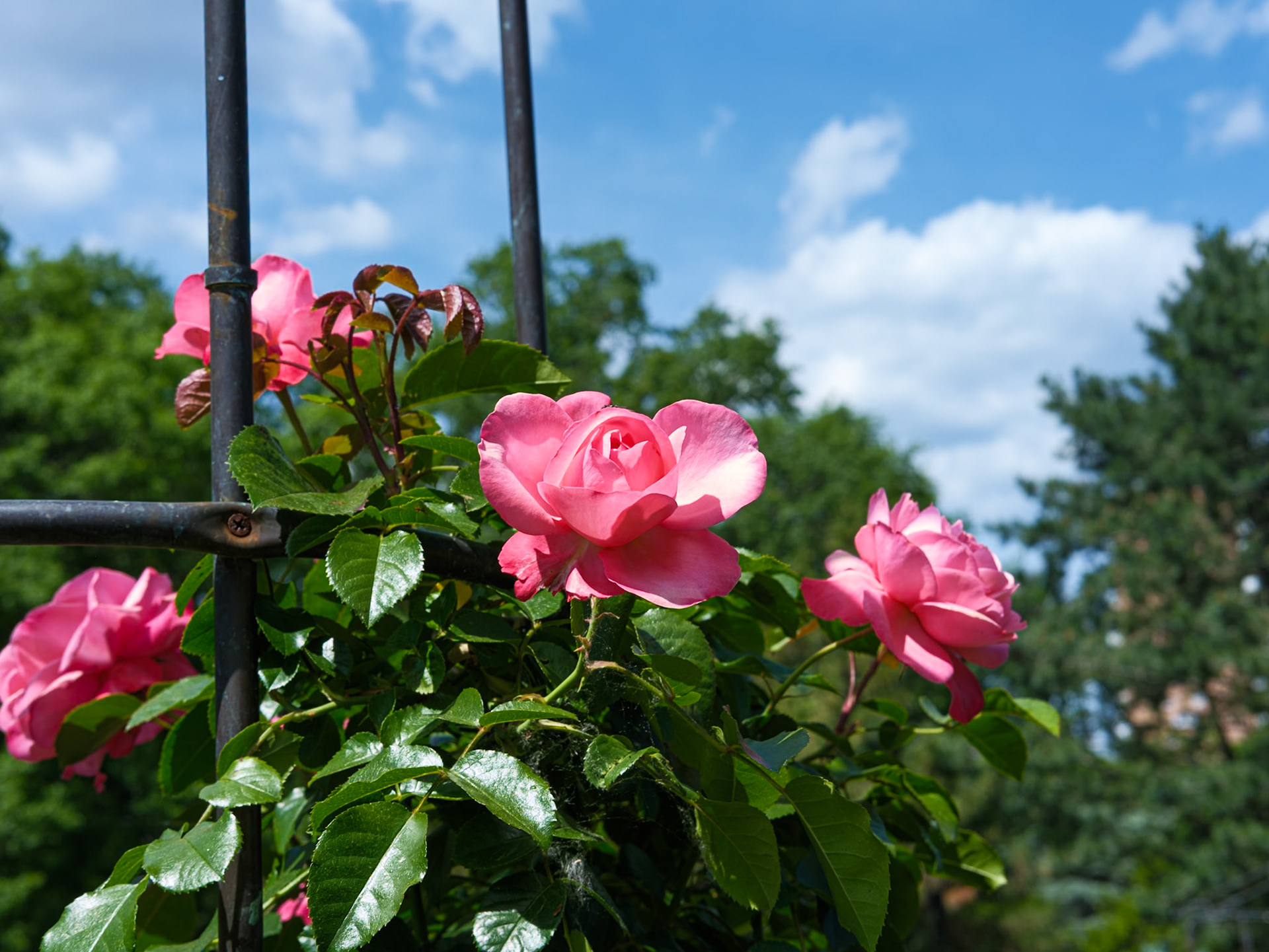 A Final Look at Roses of Queens Botanical Garden