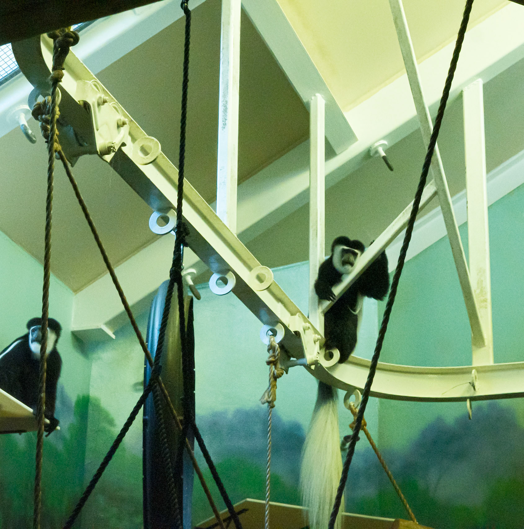 New World Monkeys