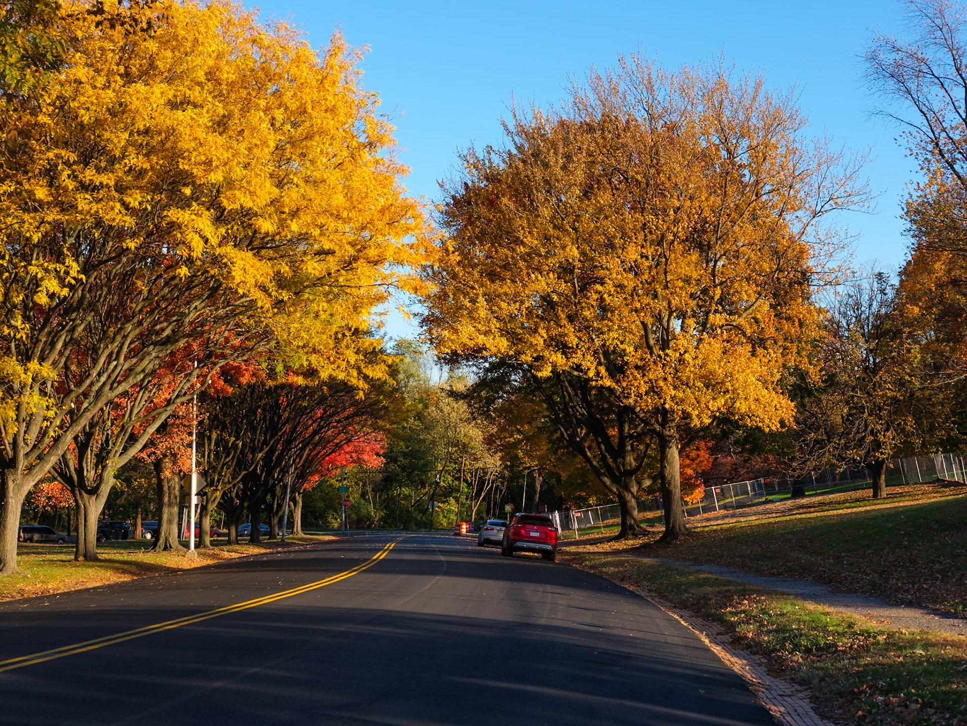 Yellows on Sedgley Road Near Lemon Hill