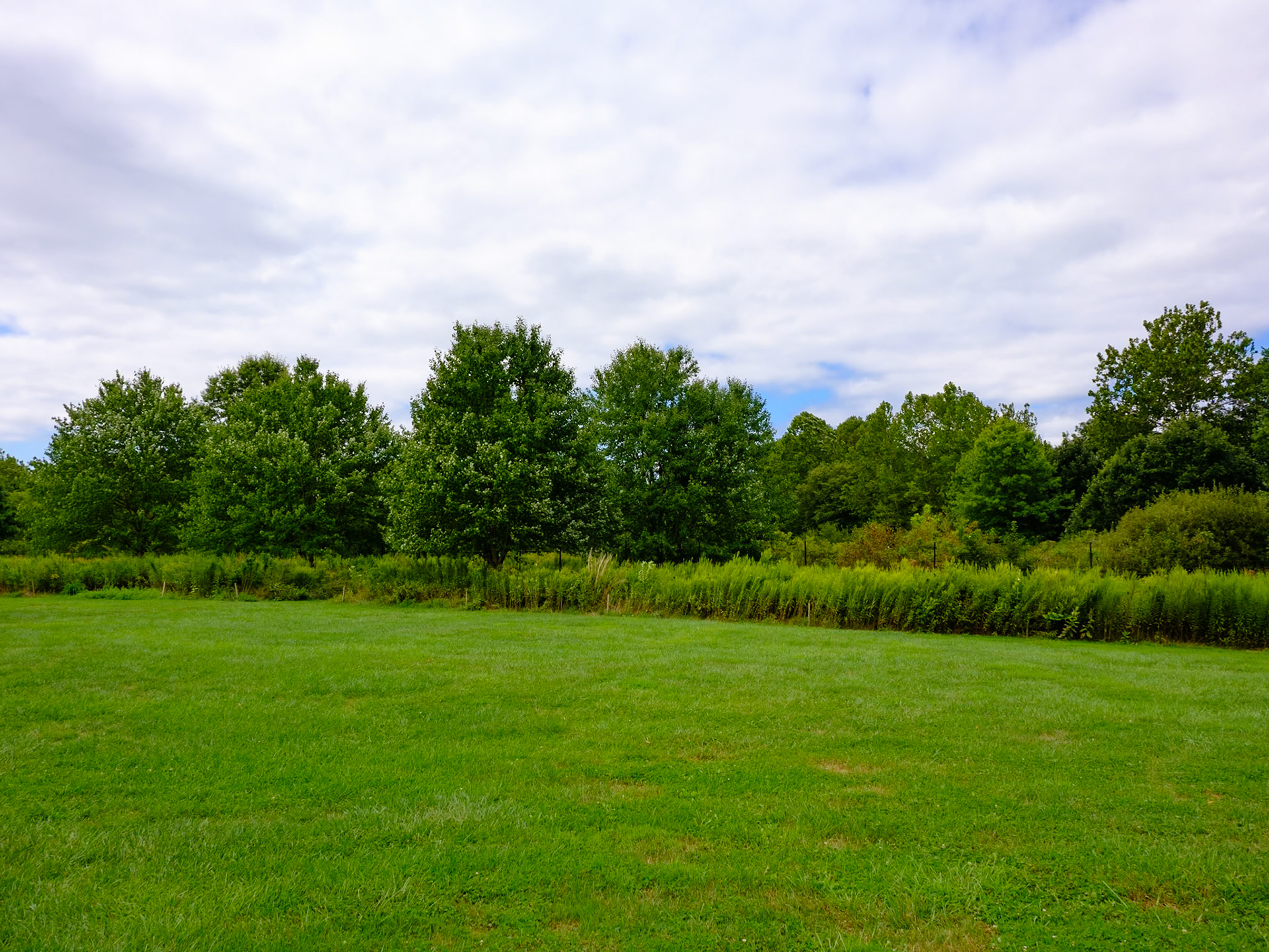 Grove of Tree Fronting Entrance Meadow Morris Arboretum August  2024