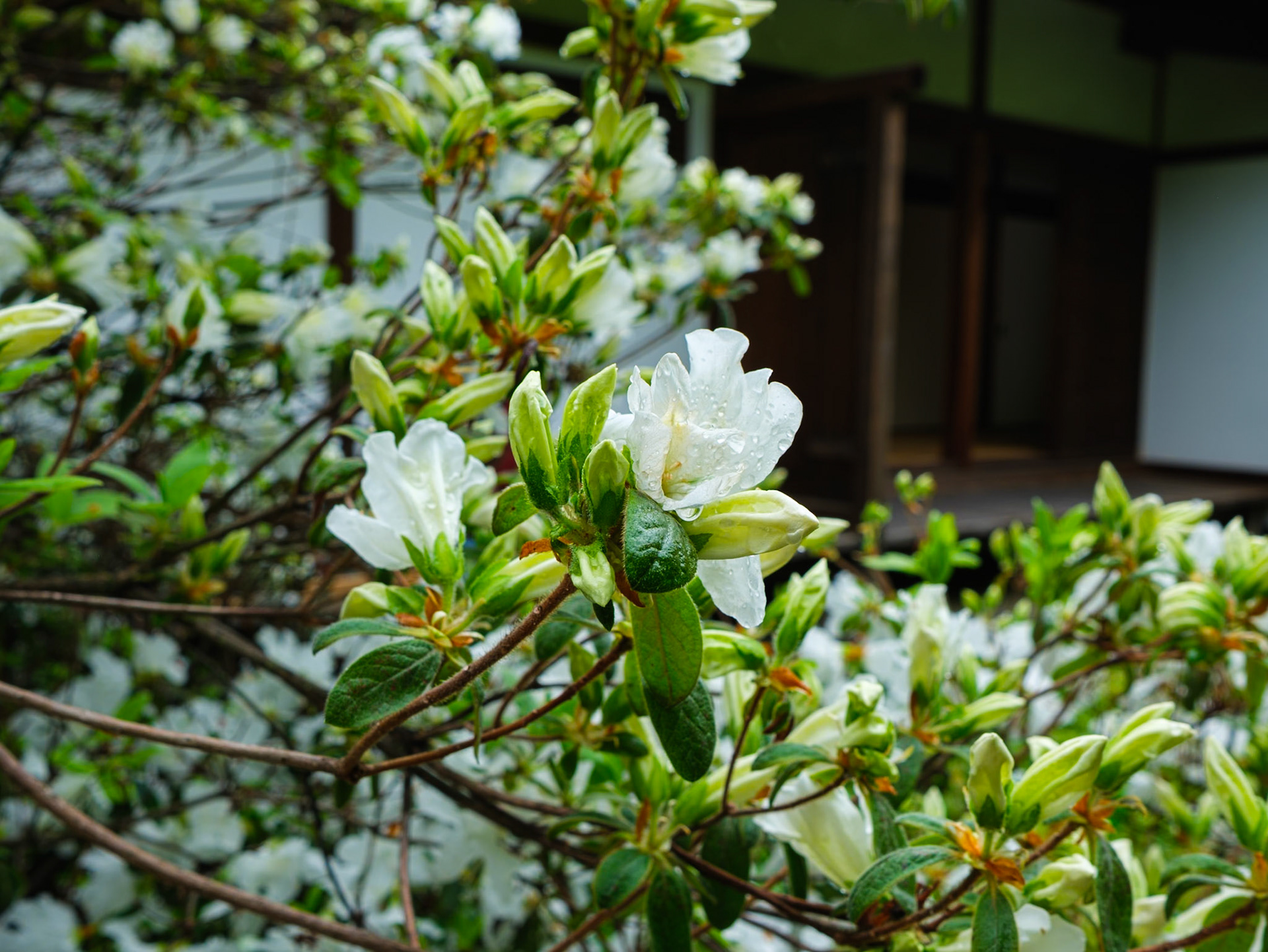 New Blossom at Japanese House