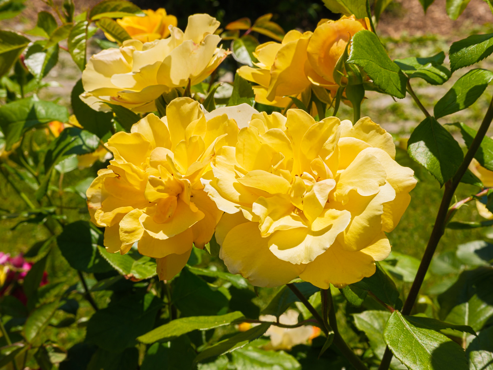 Yellow Roses at Queens Botanical
