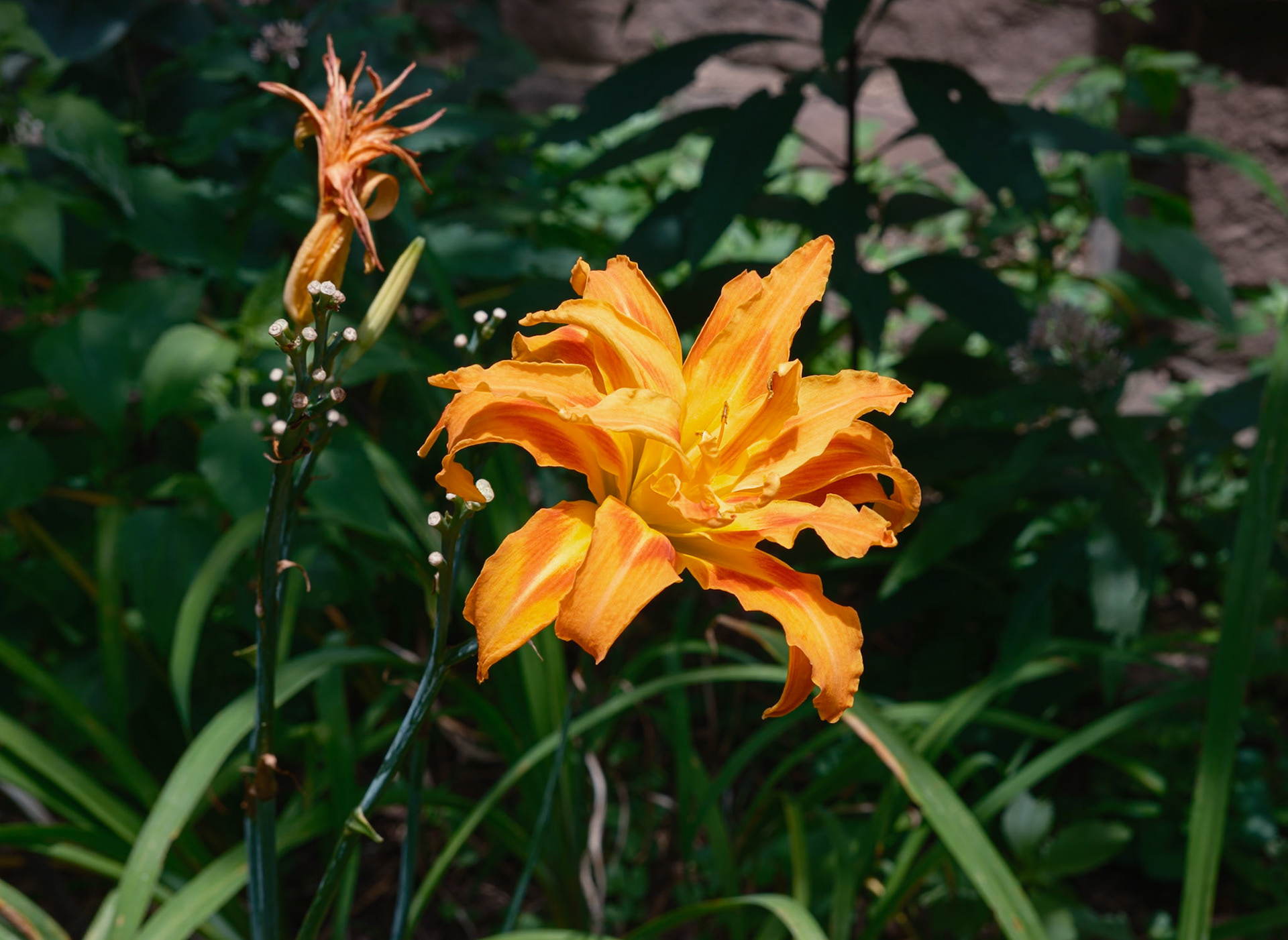 Tiger Lily at St Clement Church Garden in July 2025