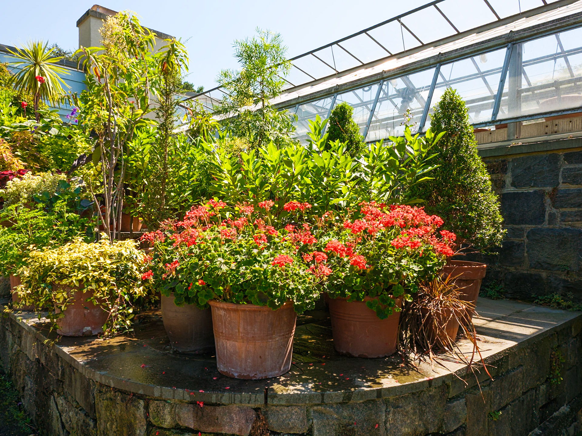 Potted Plants near Greenhouse August 2024