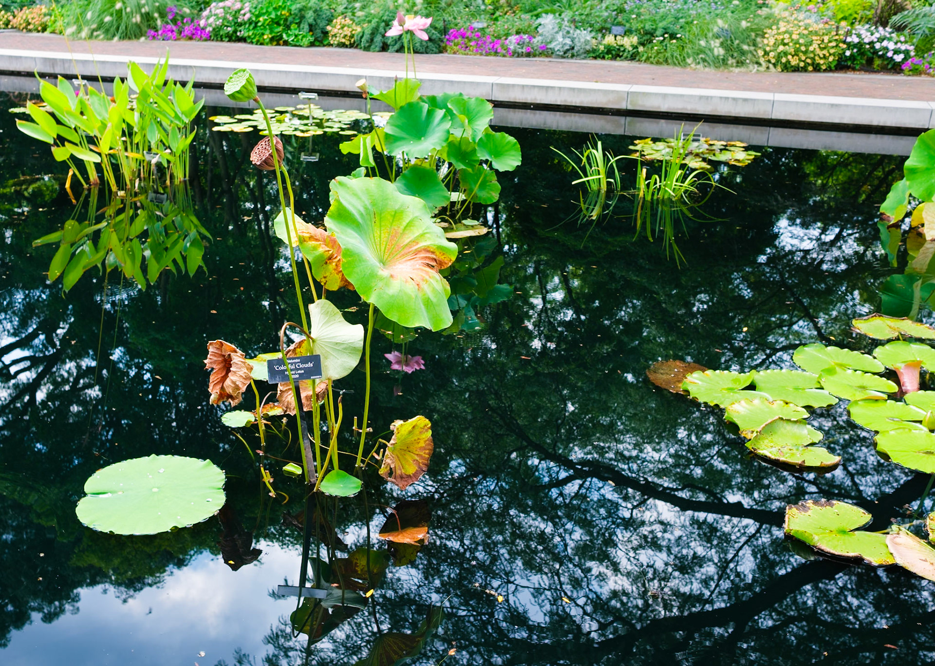 More Leafy Pond Plants at Brooklyn Botanic