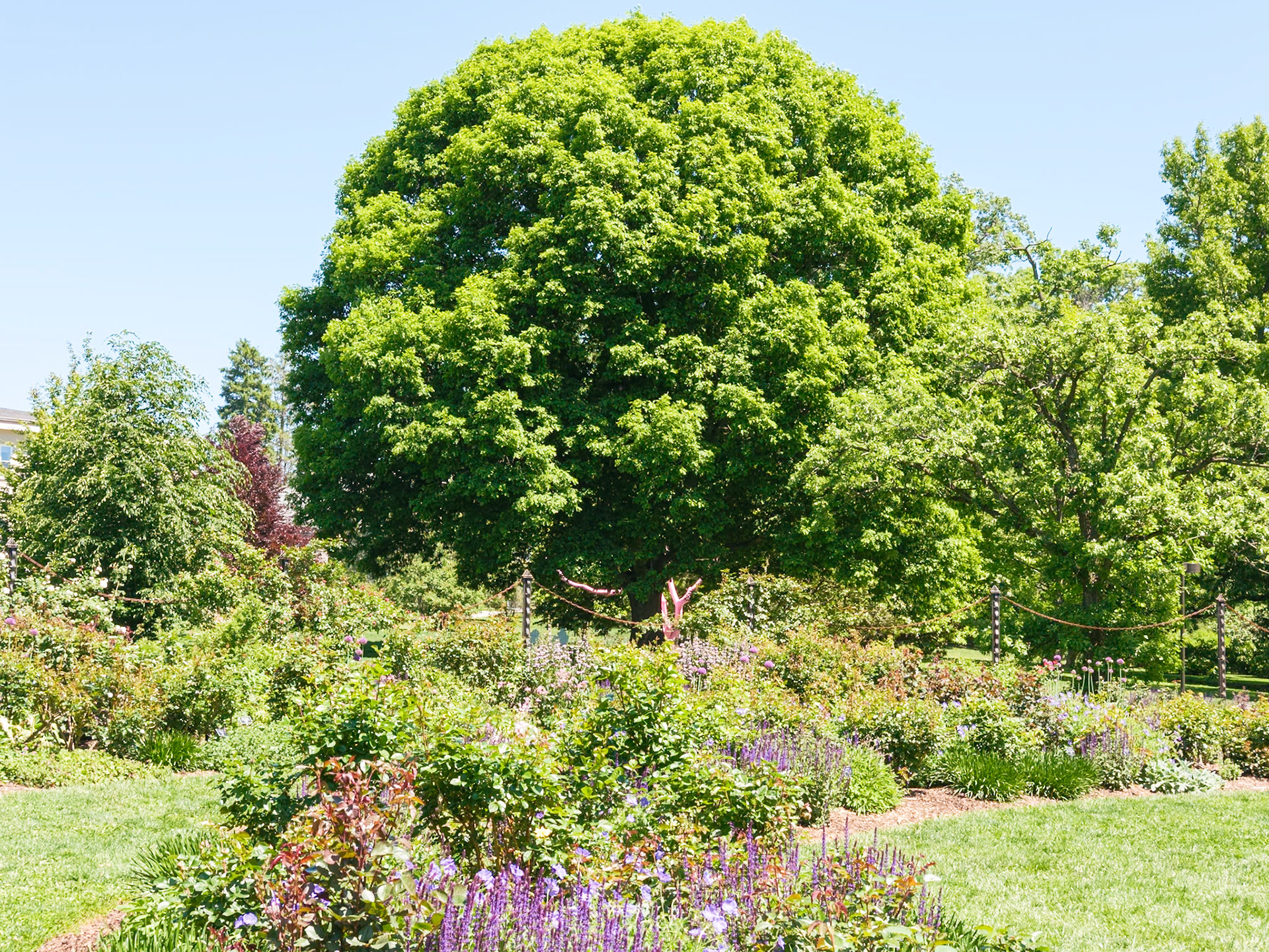 Large Tree Near Rose Garden at Swarthmore