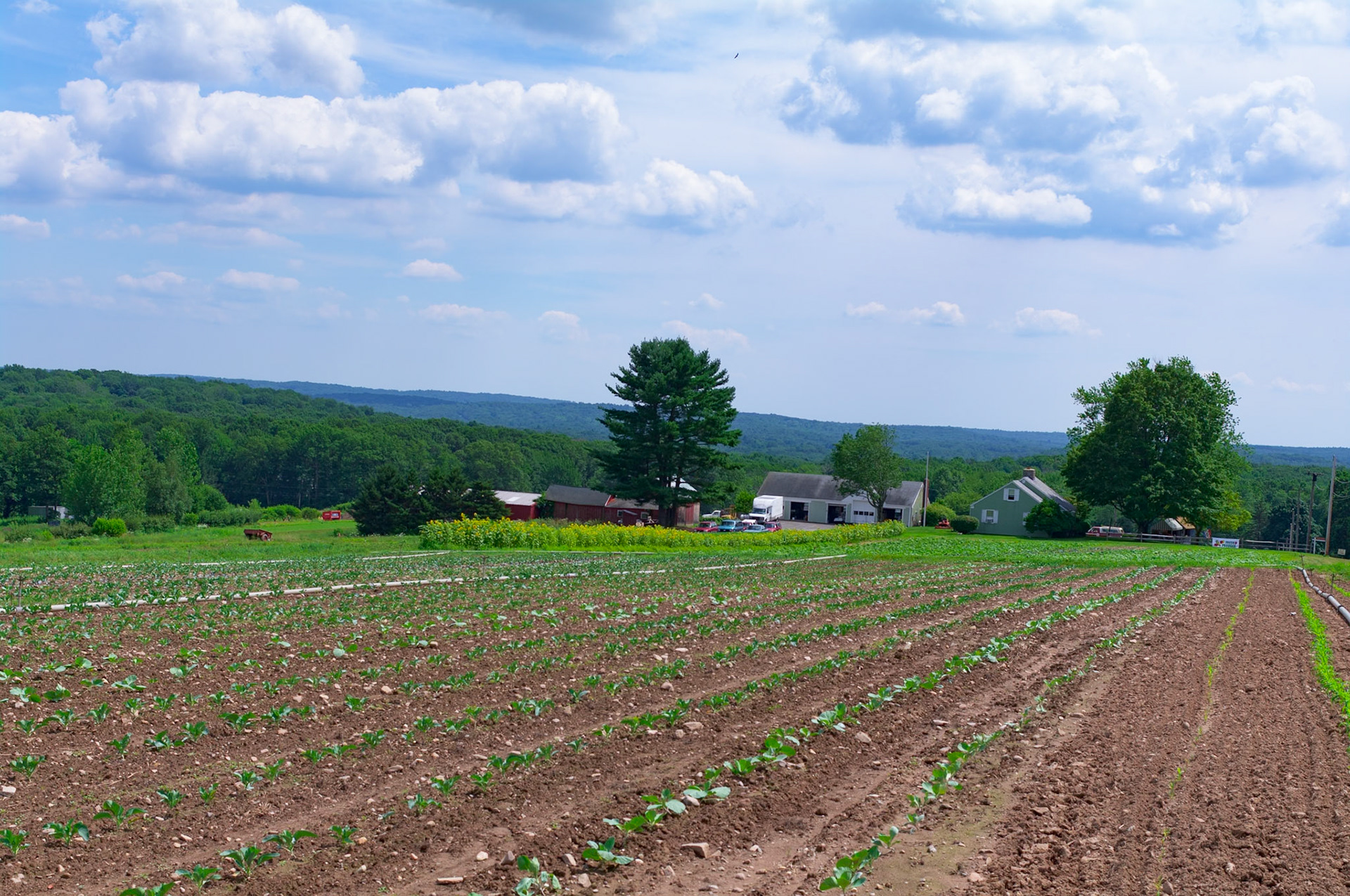 Pesce Farm Looking SE