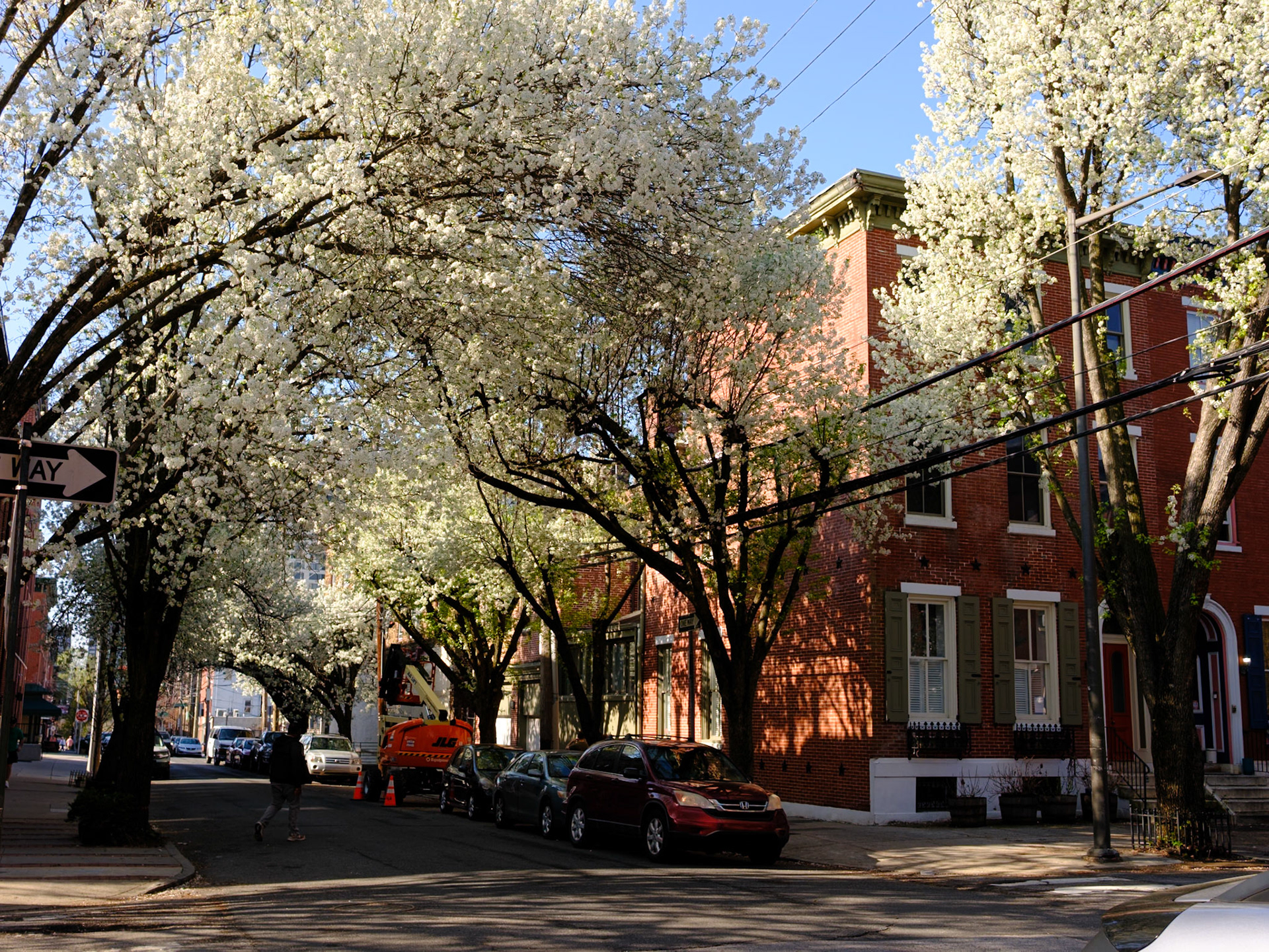 White Blooms on North 20th Street