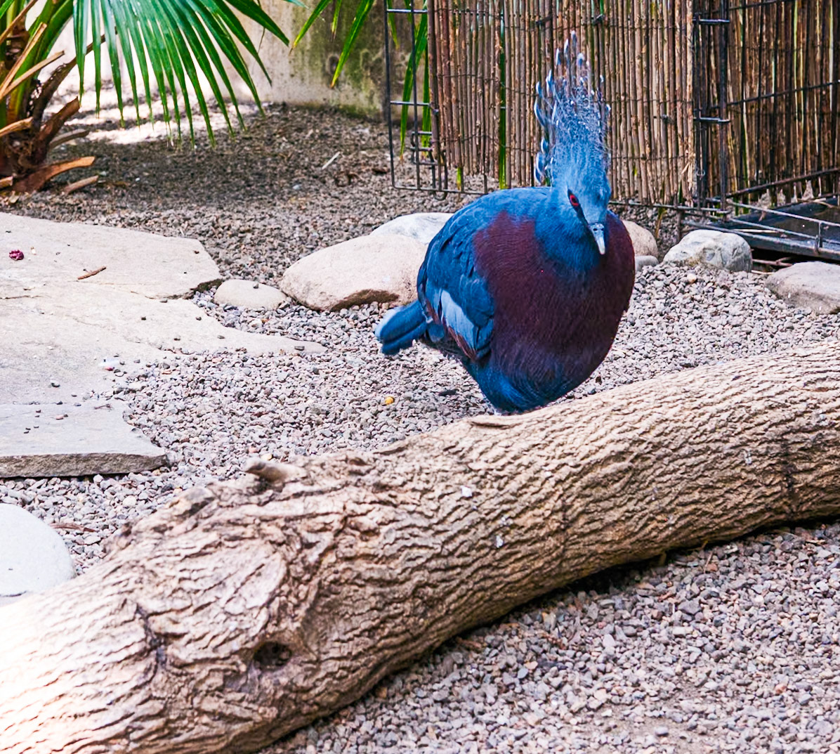 Crowned Pheasant