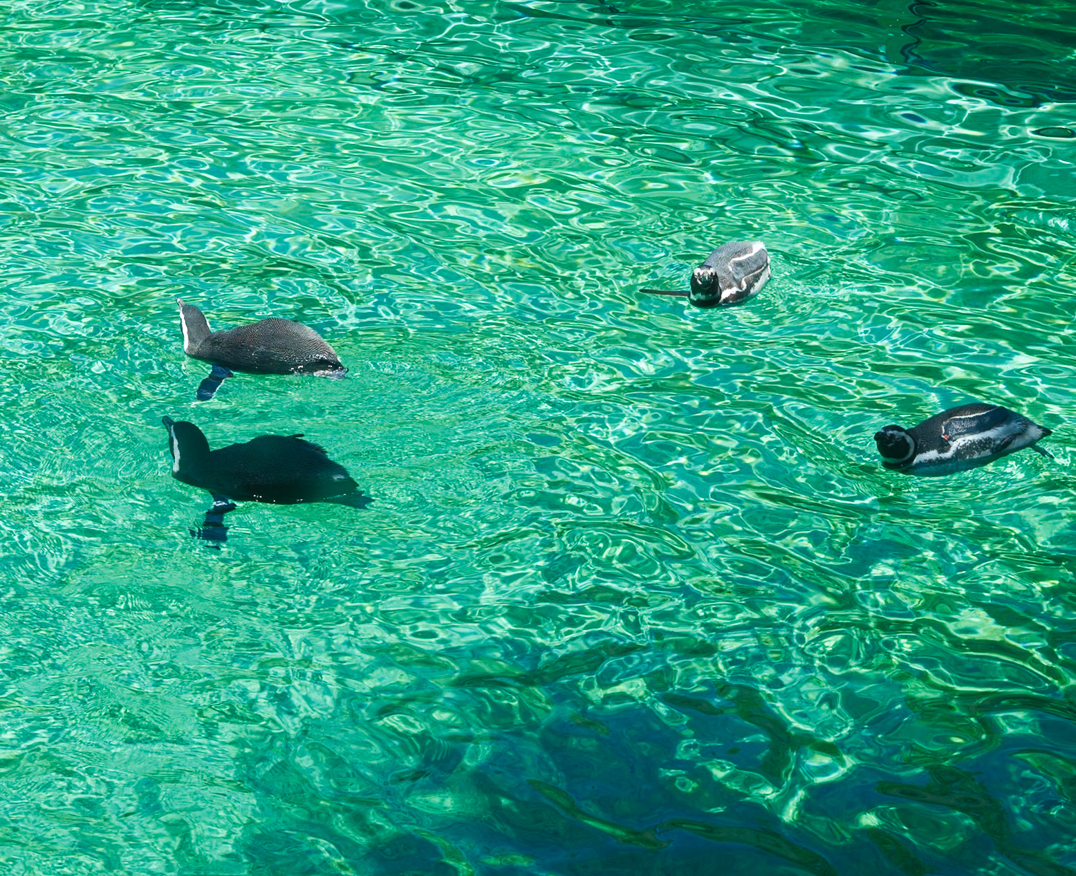 Swimming Penguins