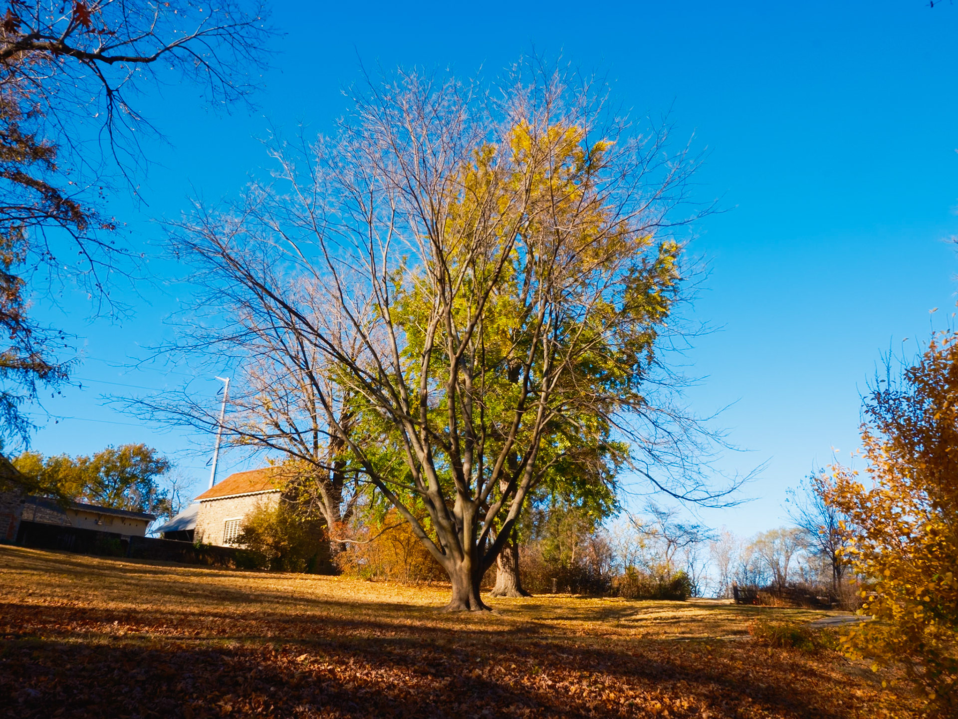 Bare Tree at Hillside at Bartram’s