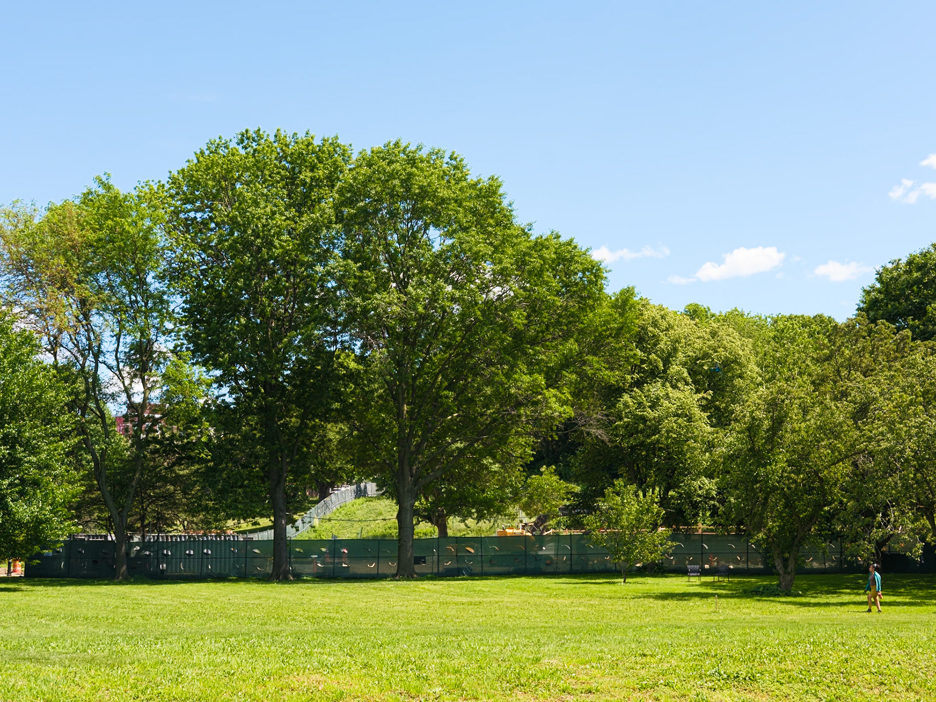 Four Trees at Edge of Meadow at Queens Botanical