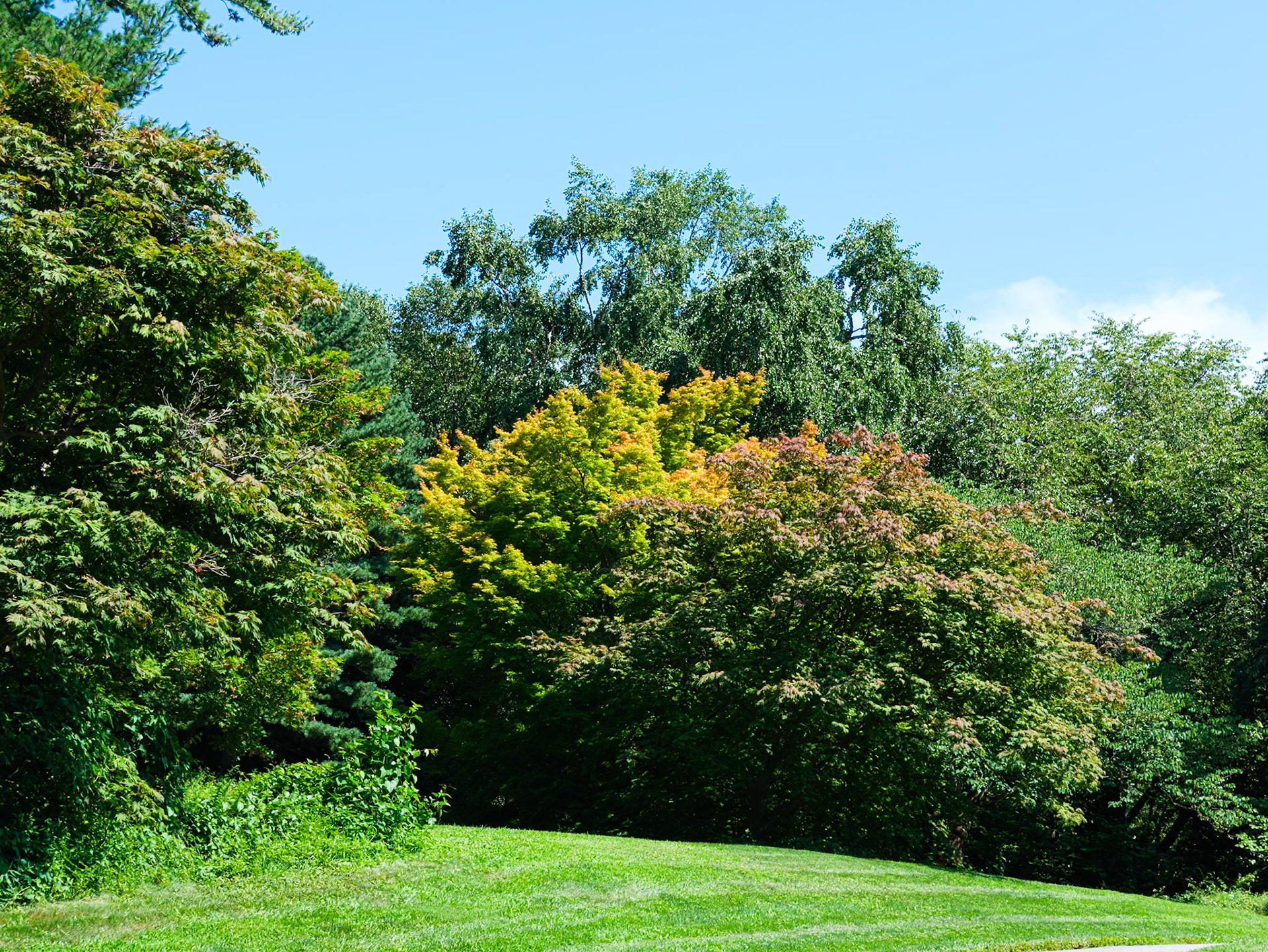 Late Summer Colors on Way to Rock Garden at NYBG