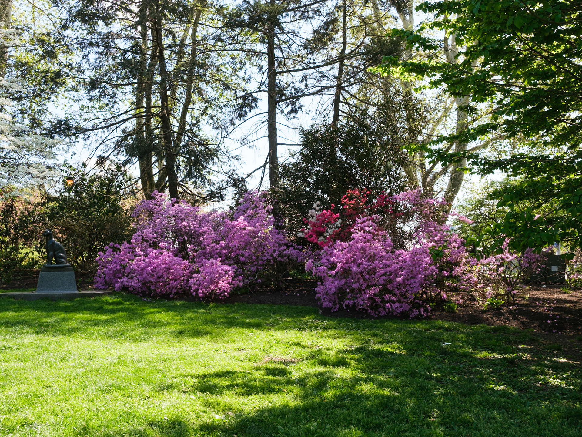 Azeleas and Red Bloosoms at Park Near Art Museum
