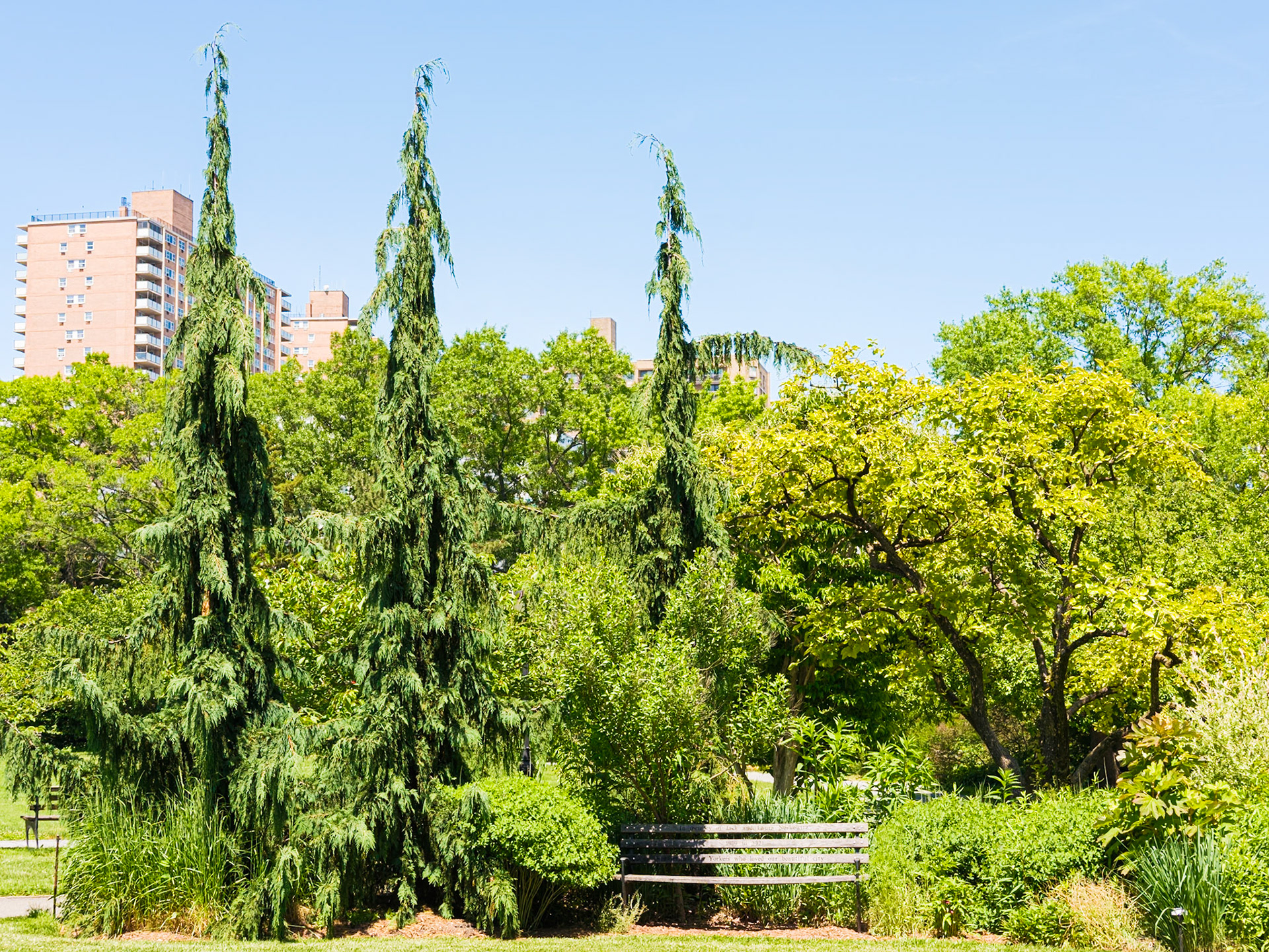 Three Slender Evergreens at Queens Botanical