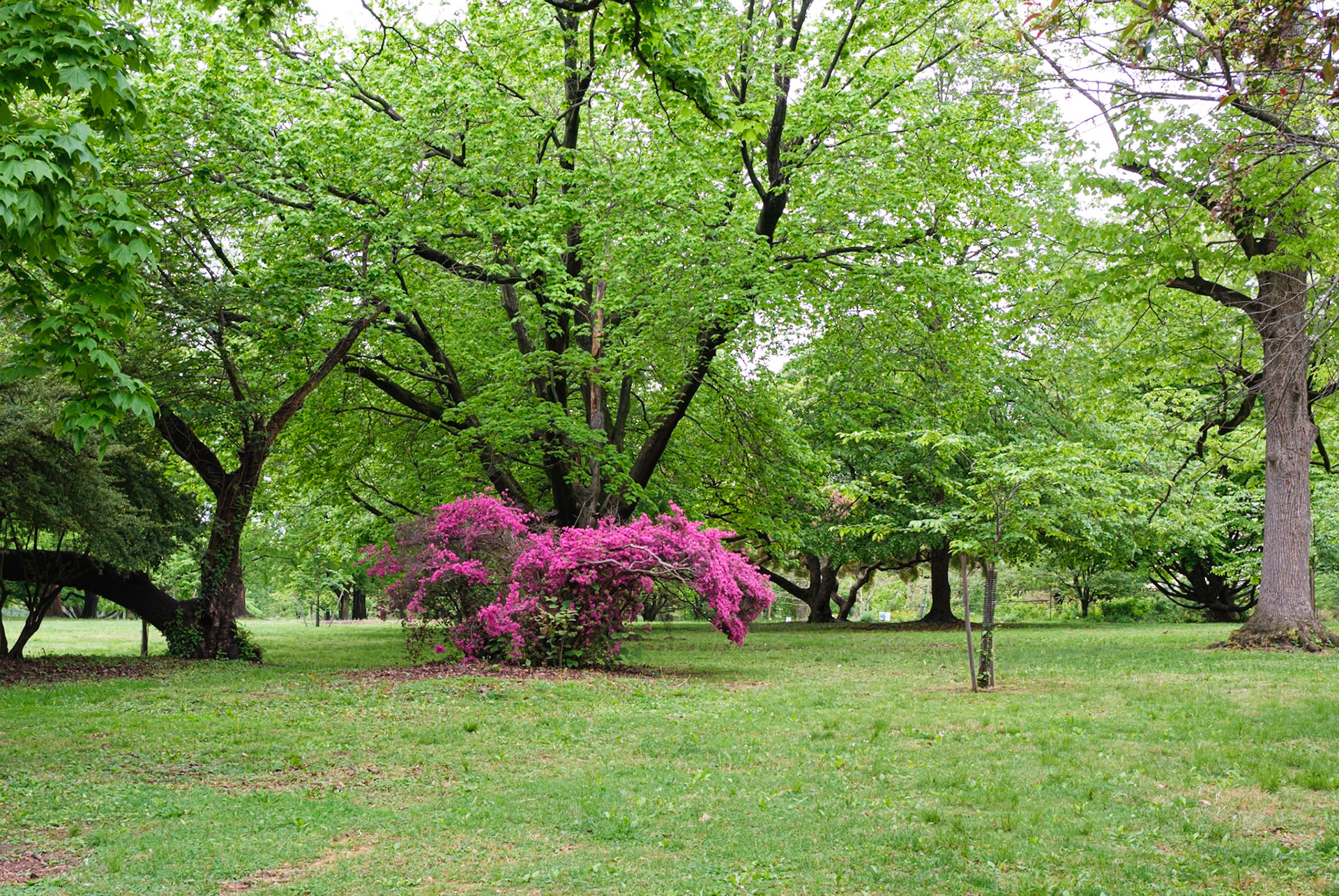 Flowering Bush and Old Trees