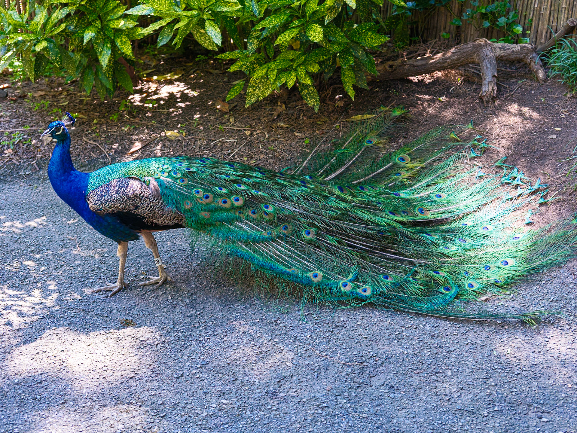 Peacock