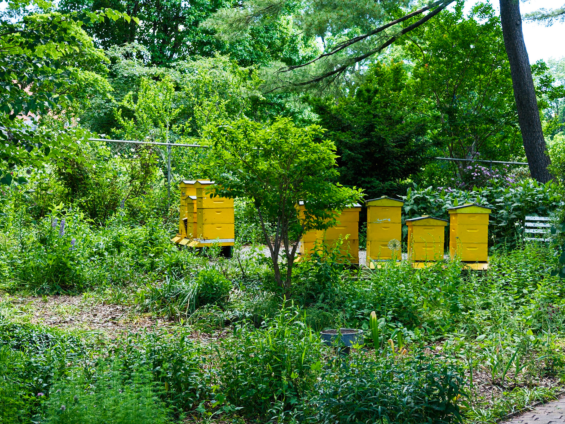 Bee Garden  with Hives at Queens Botanical Garden