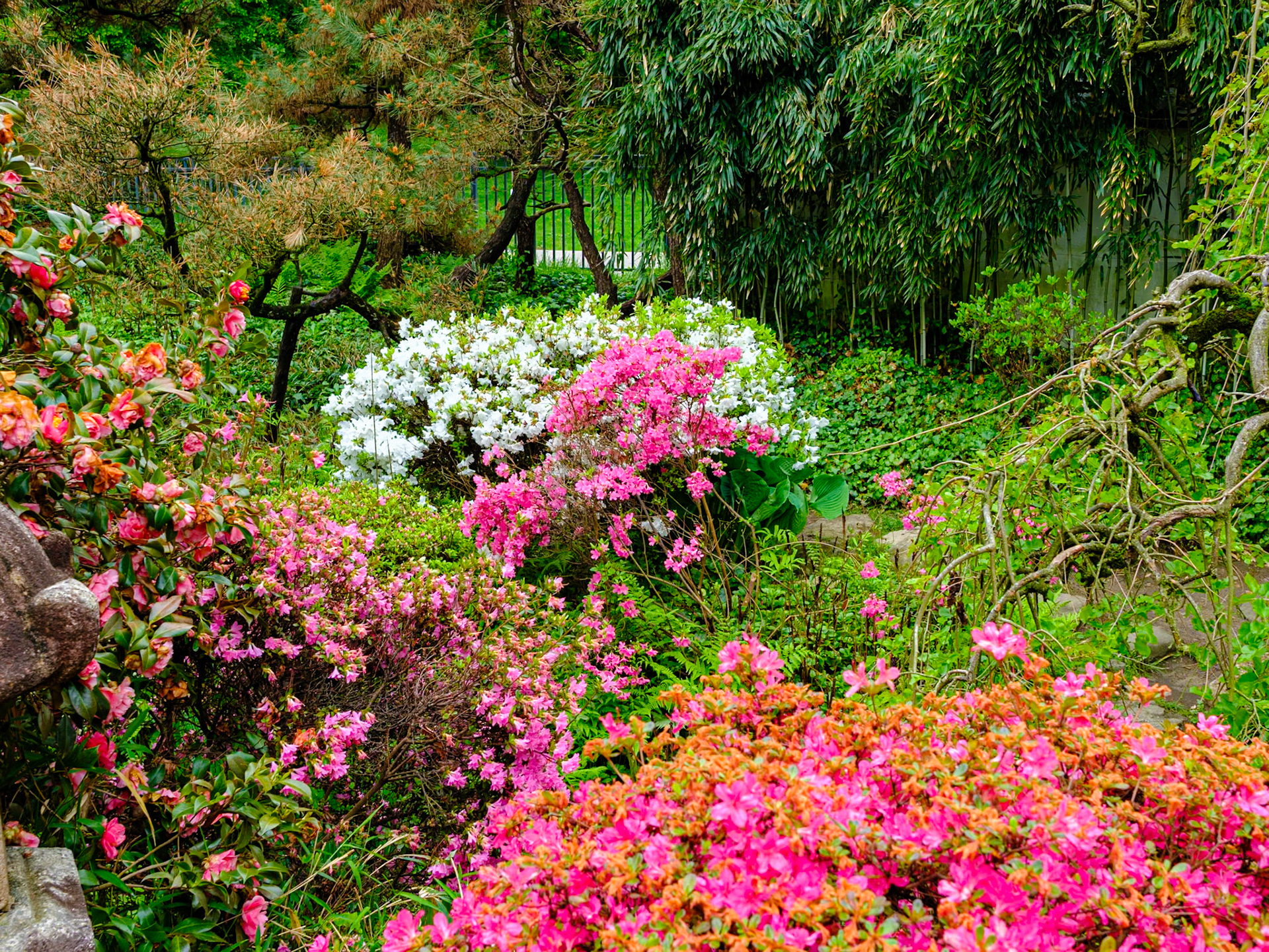Bushes and Curvy Trees at Japanese House