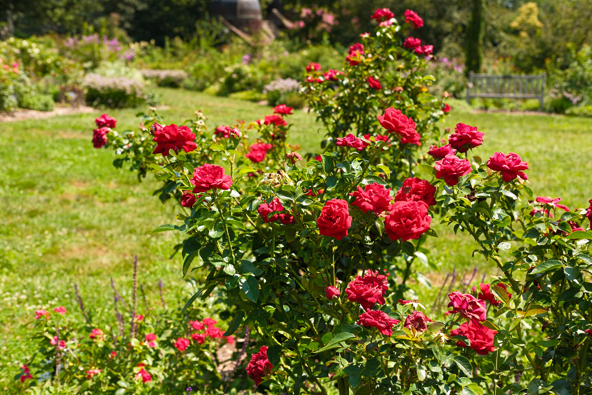 Red Roses at Swarthmore