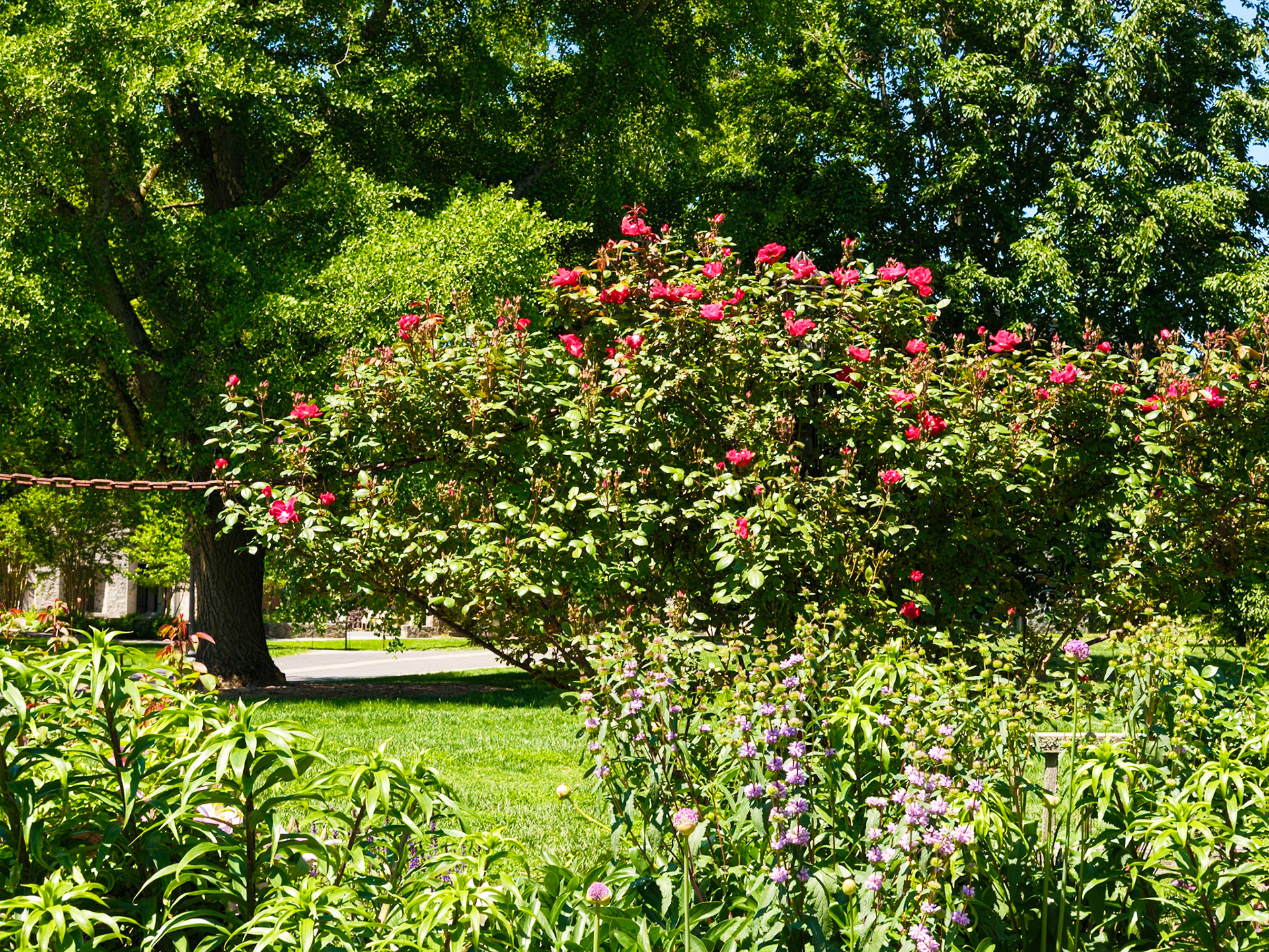 Bush with Red Flowers at Swarthmore