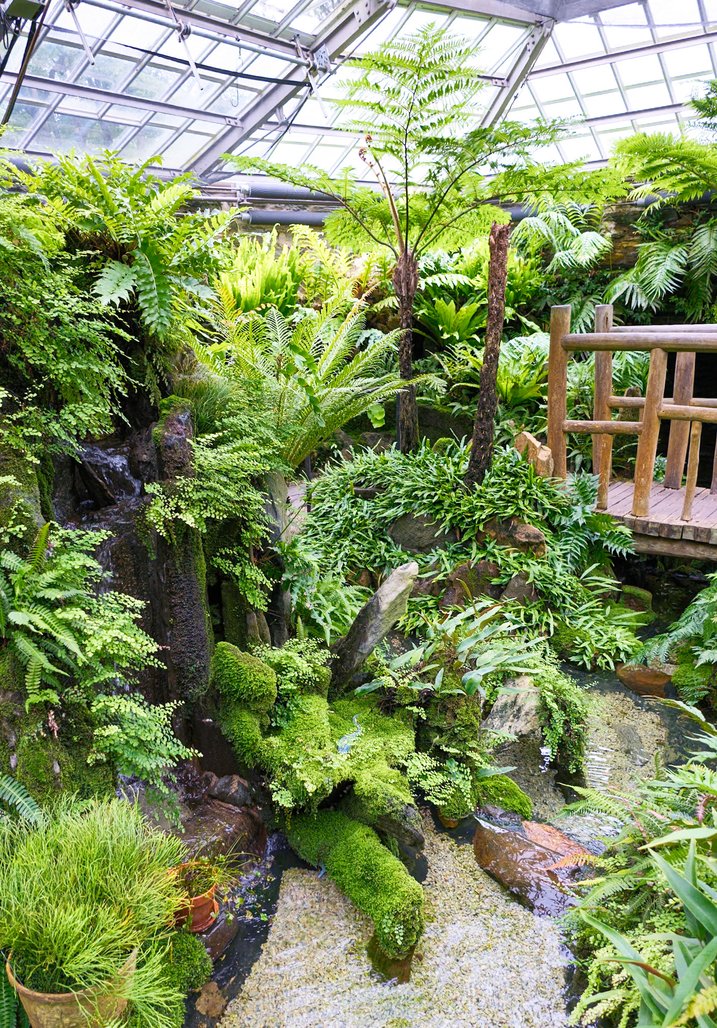 Smaller Tropicall Plants in the Fernery at Morris Arboretum August 2024