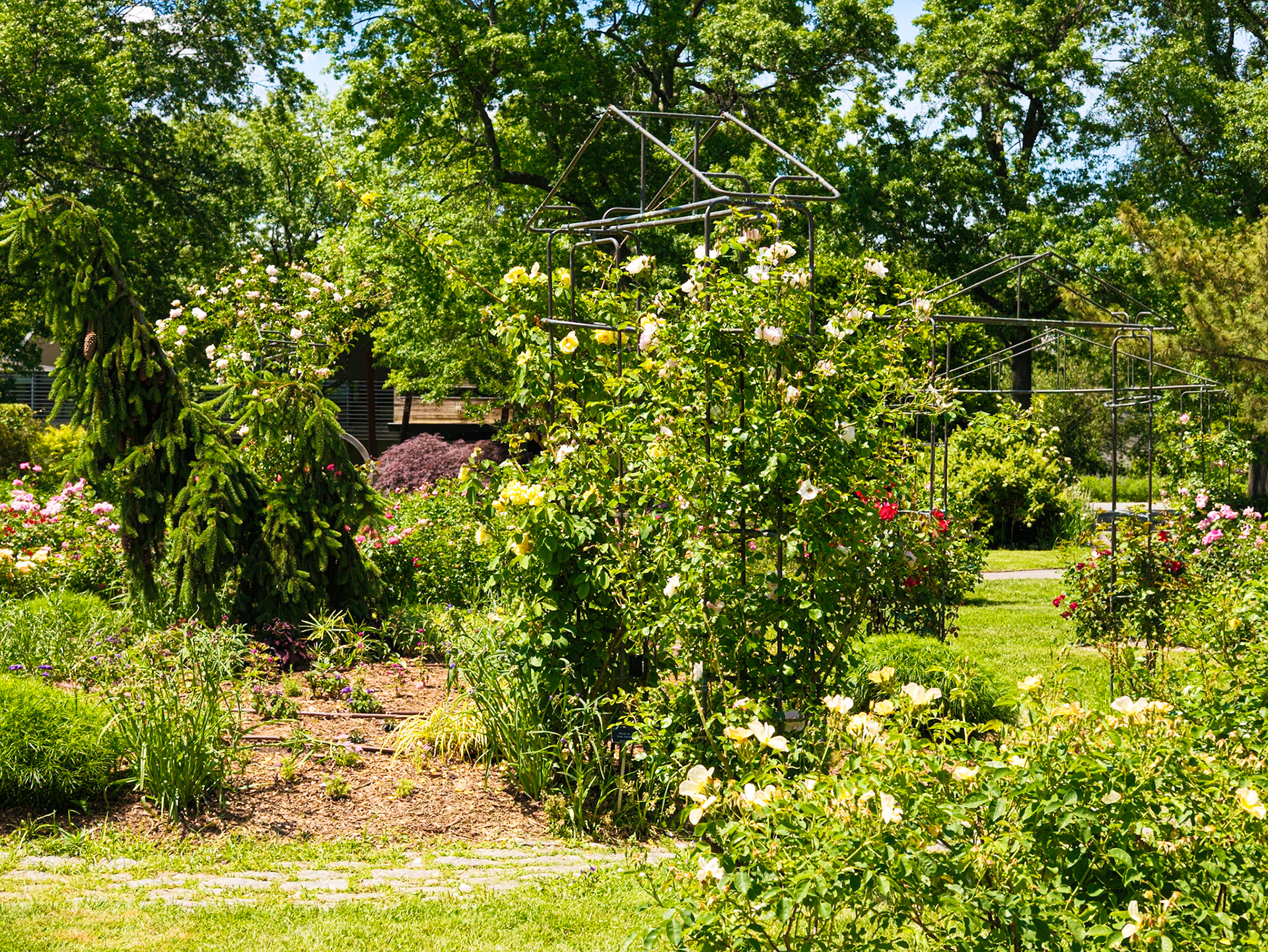 Trellis With White Roses at Queens Botanical