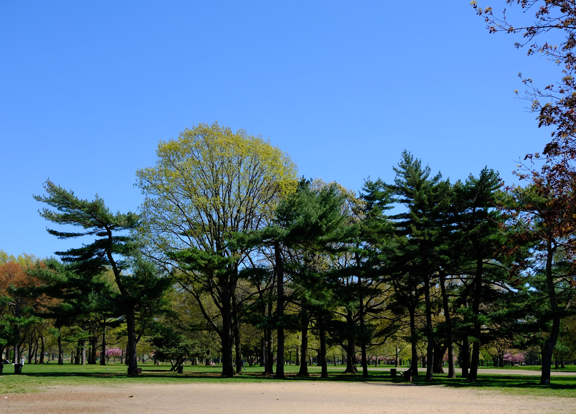 Evergreens at Flushing Meadows Corona Park April 2024