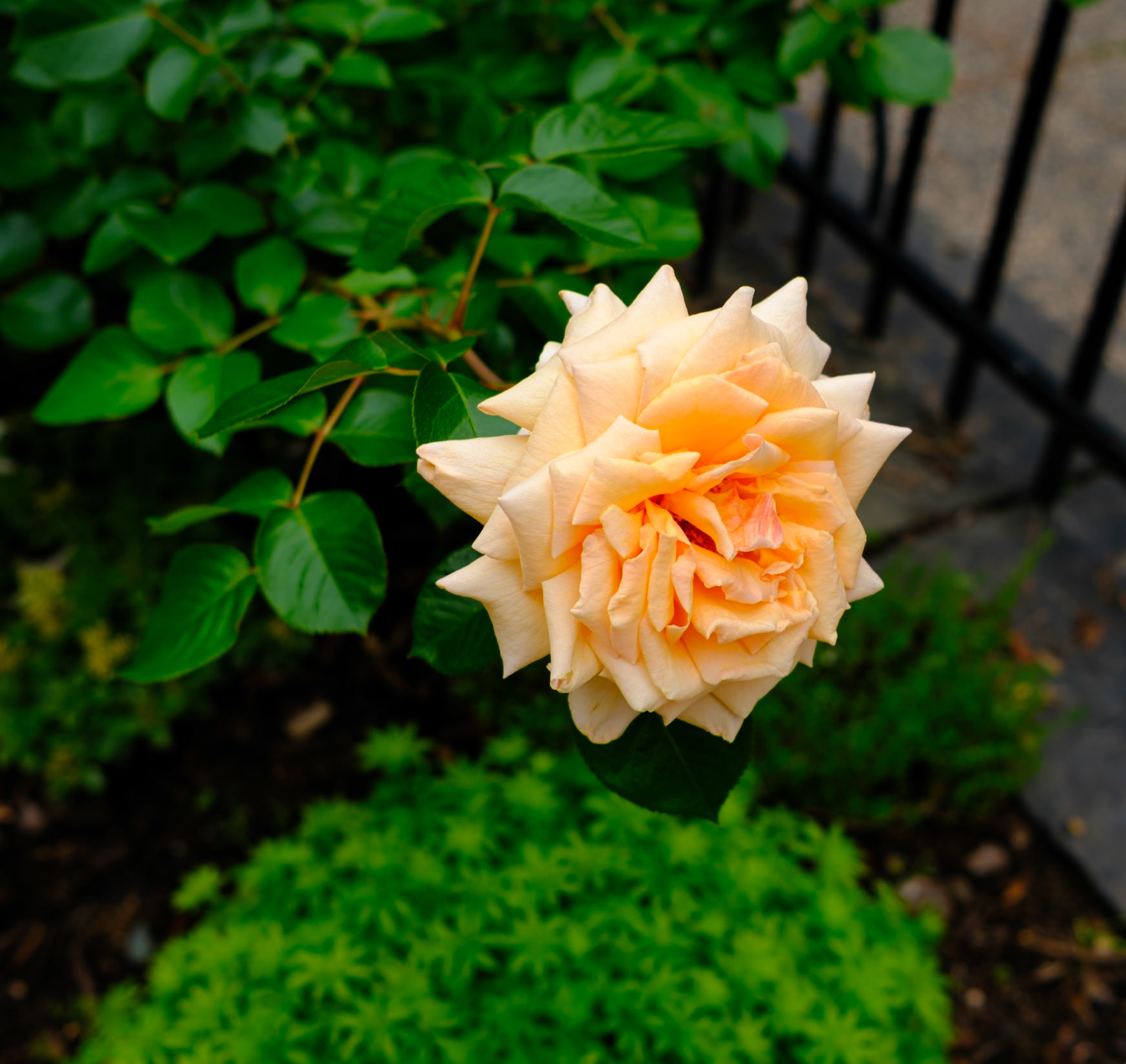 Orange Cream Rose at St Clement Church Garden