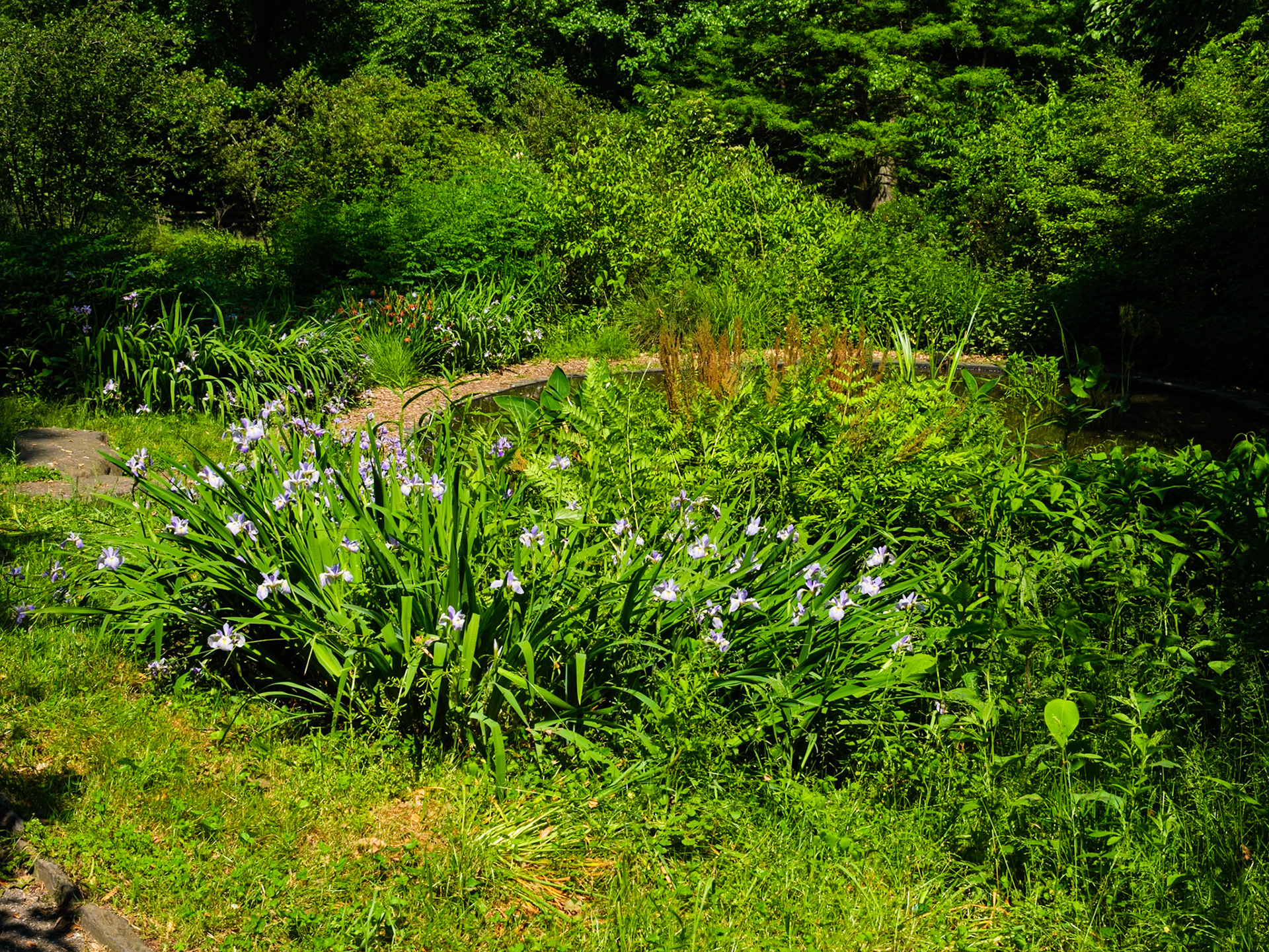 Ferns Near Water Pond at Bartram’s