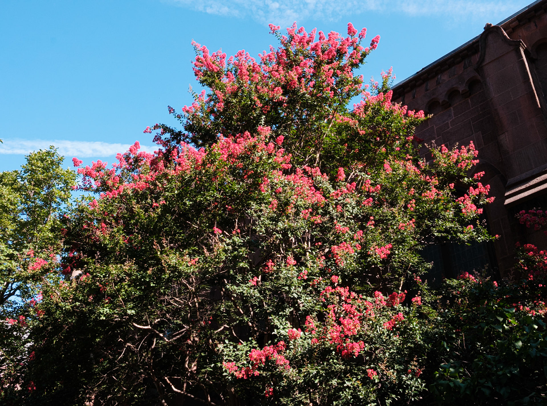 Large Tree with Reds at St Clement Church Garden