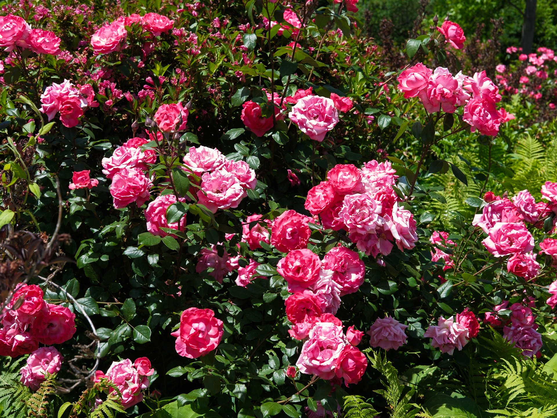 Bush of Pink Roses at South Arc Queens Botanical Garden