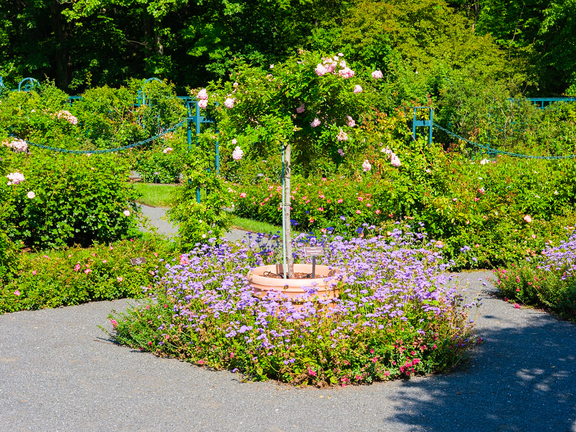Perfum Breeze Climbing Rose at NYBG