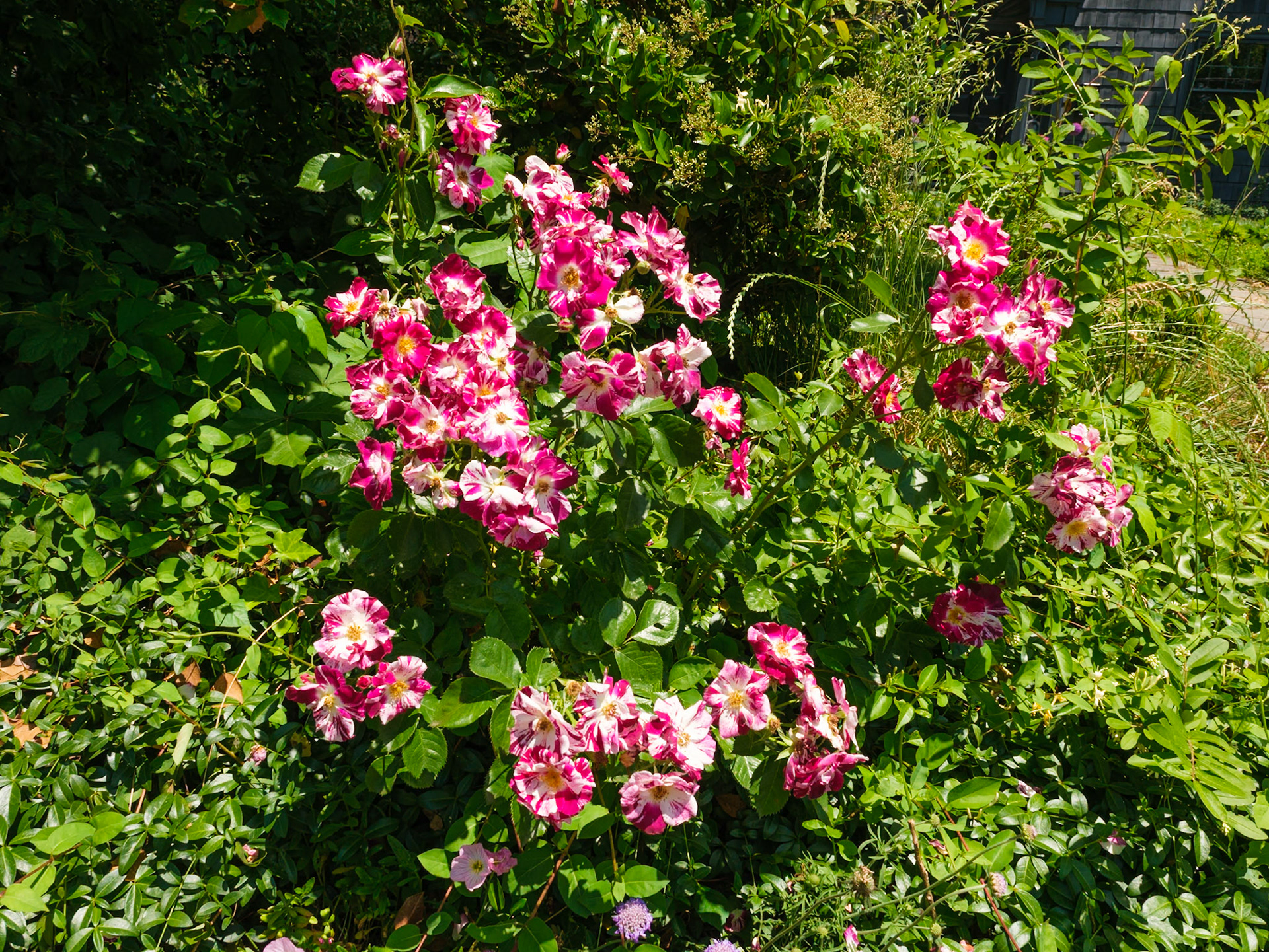 Garden Orchids in Bordentown May 2024