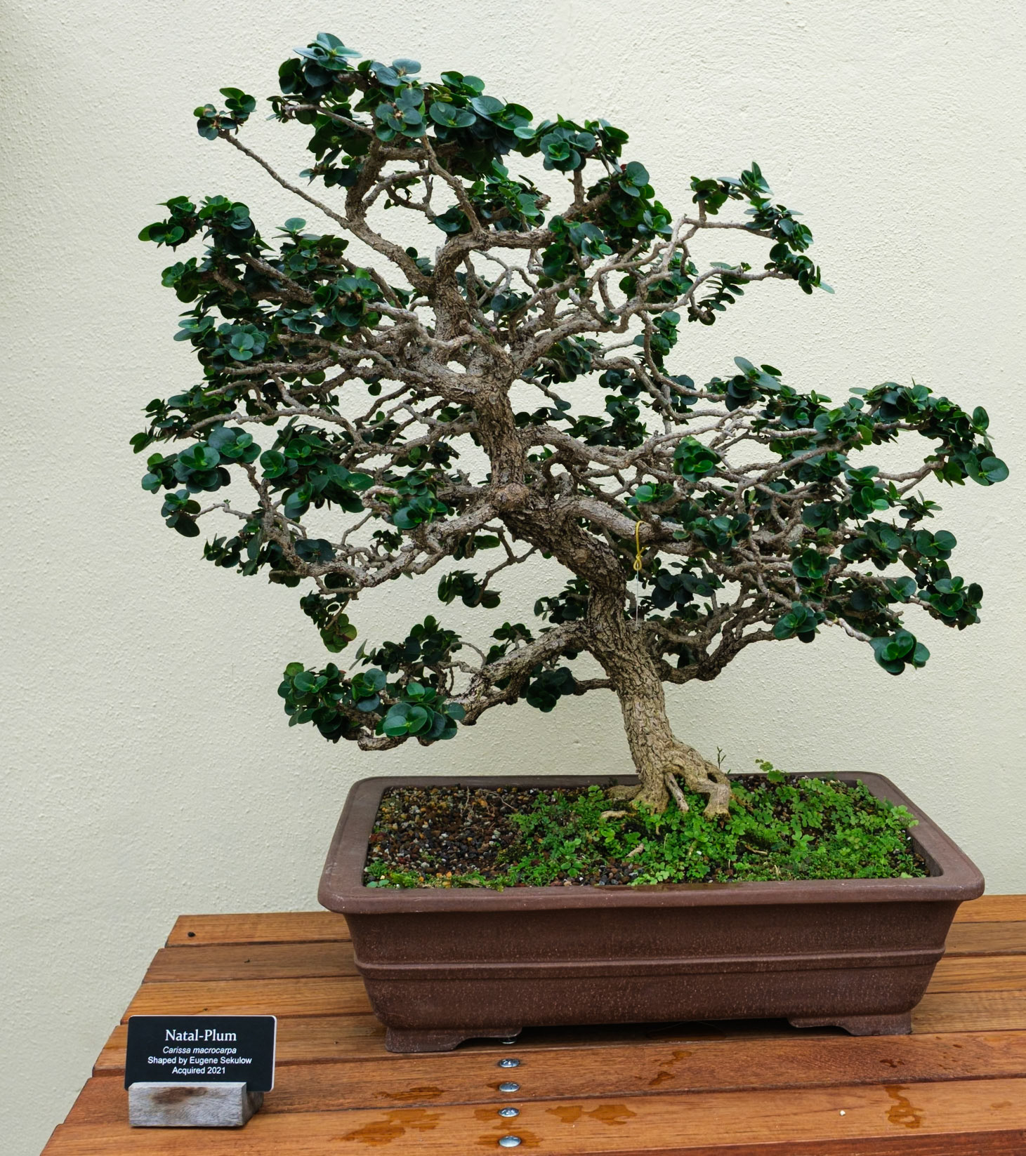 Natal Plum Bonsai at Brooklyn Botanic