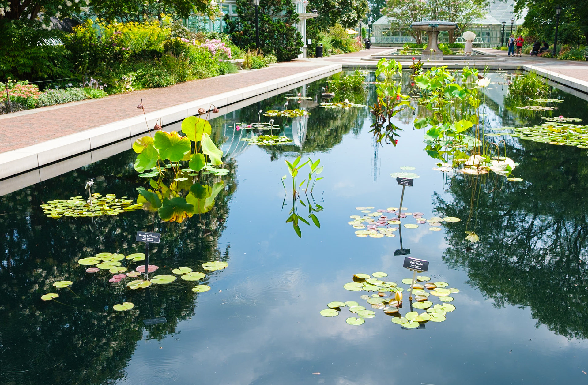 Water Lily Pools at Brooklyn Botanic