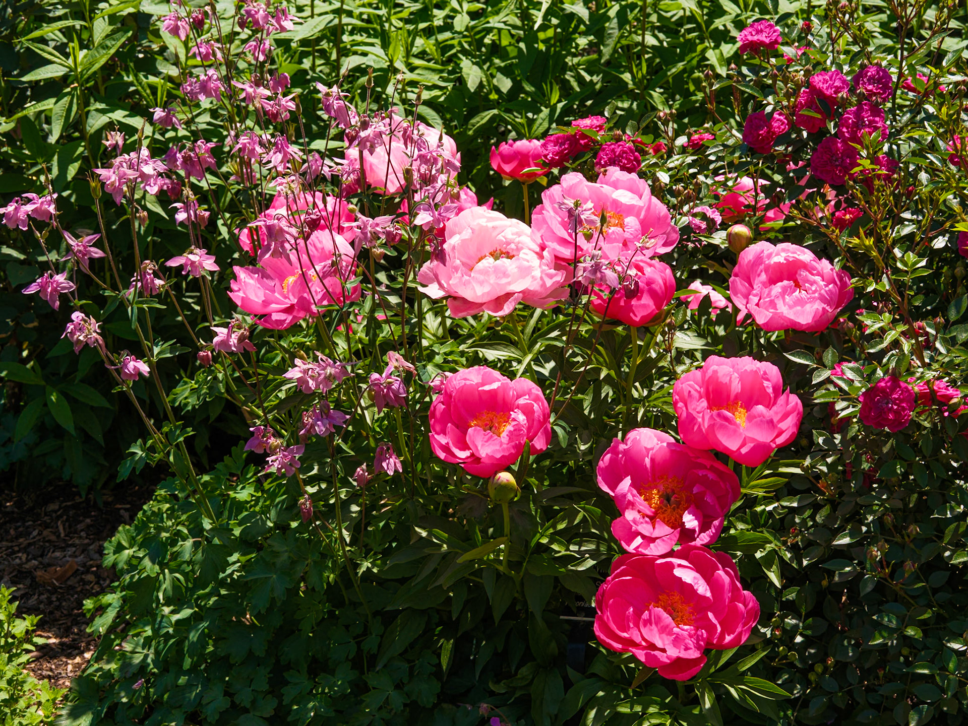 Pink Roses at Swarthmore