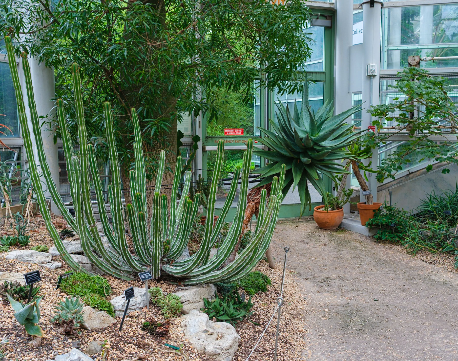 Spread Out Cacti at Desert Hall Brooklyn Botanic